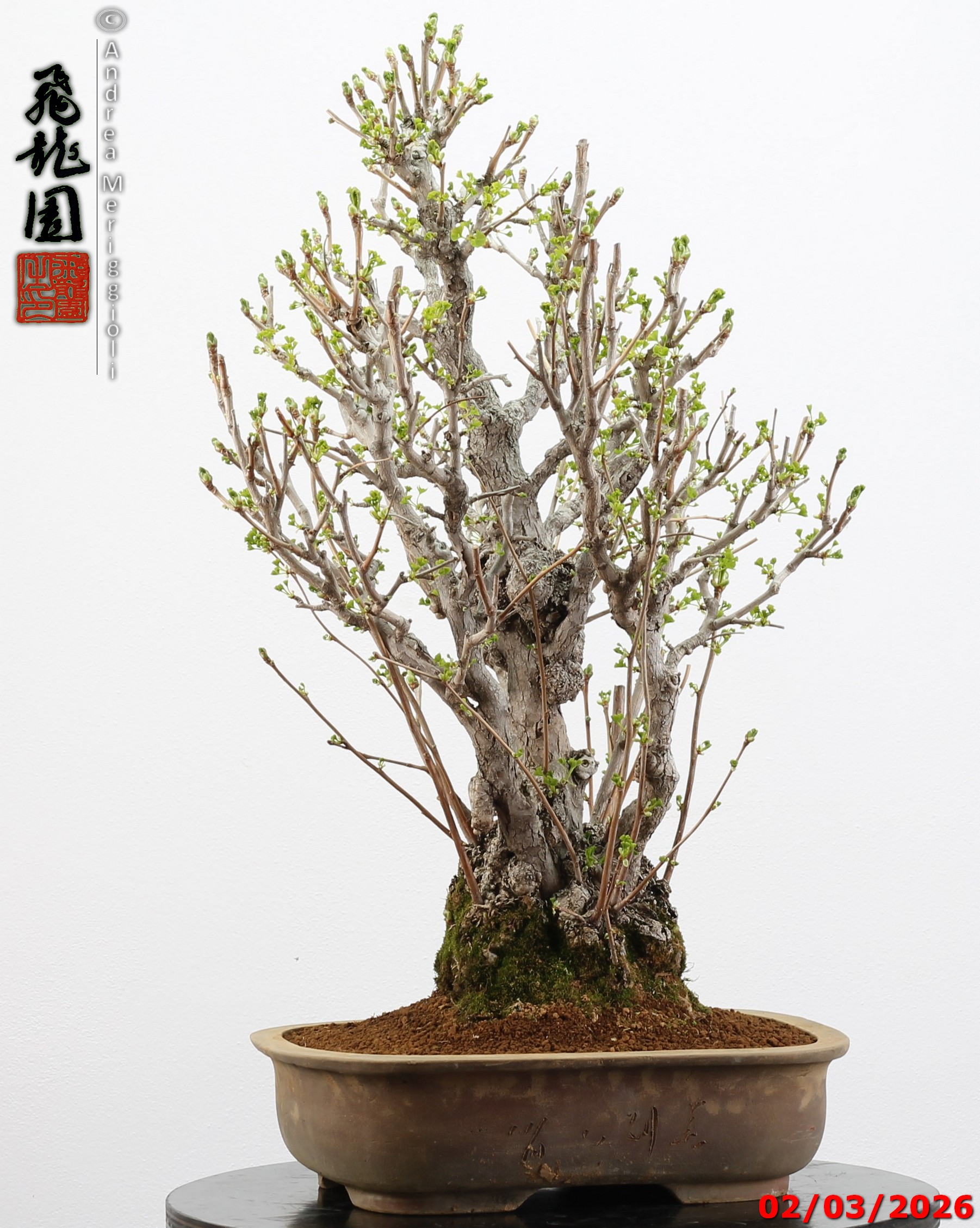 Ginko biloba - Image 7