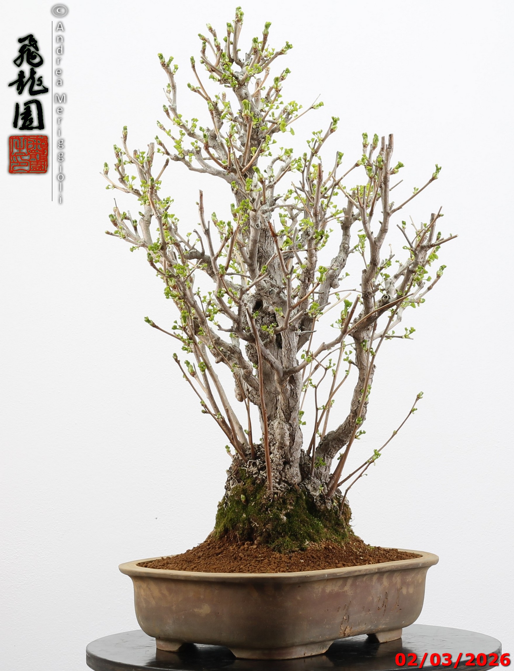 Ginko biloba - Image 6
