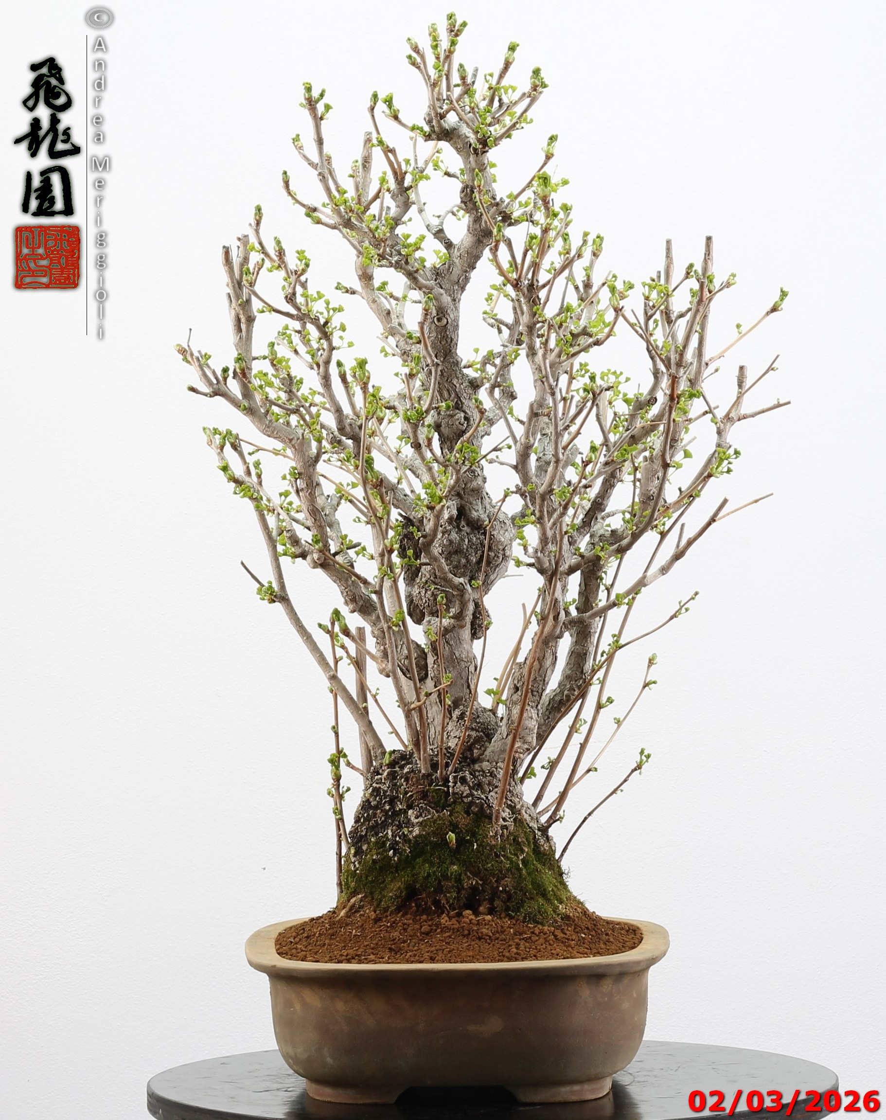 Ginko biloba - Image 5