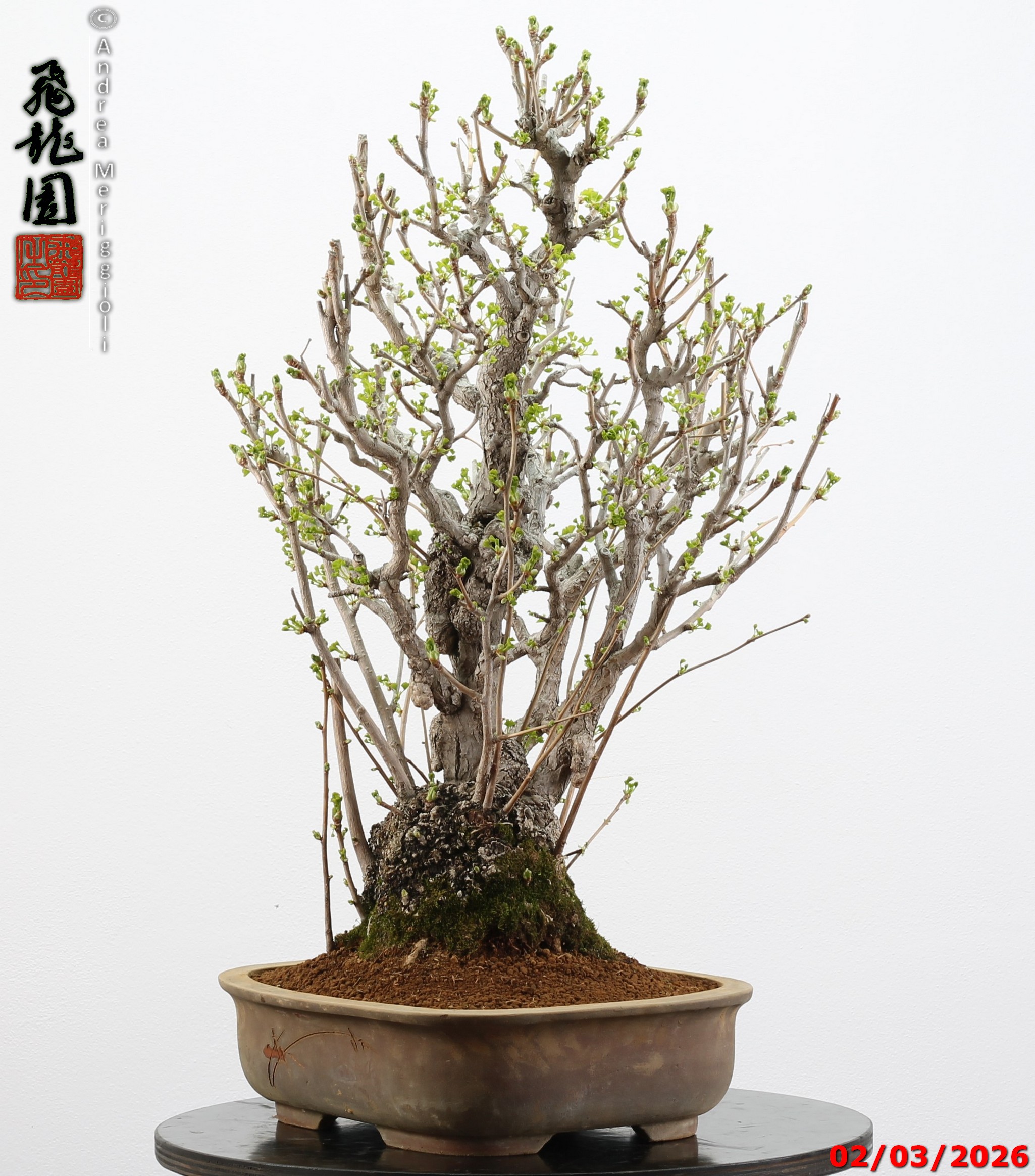 Ginko biloba - Image 4