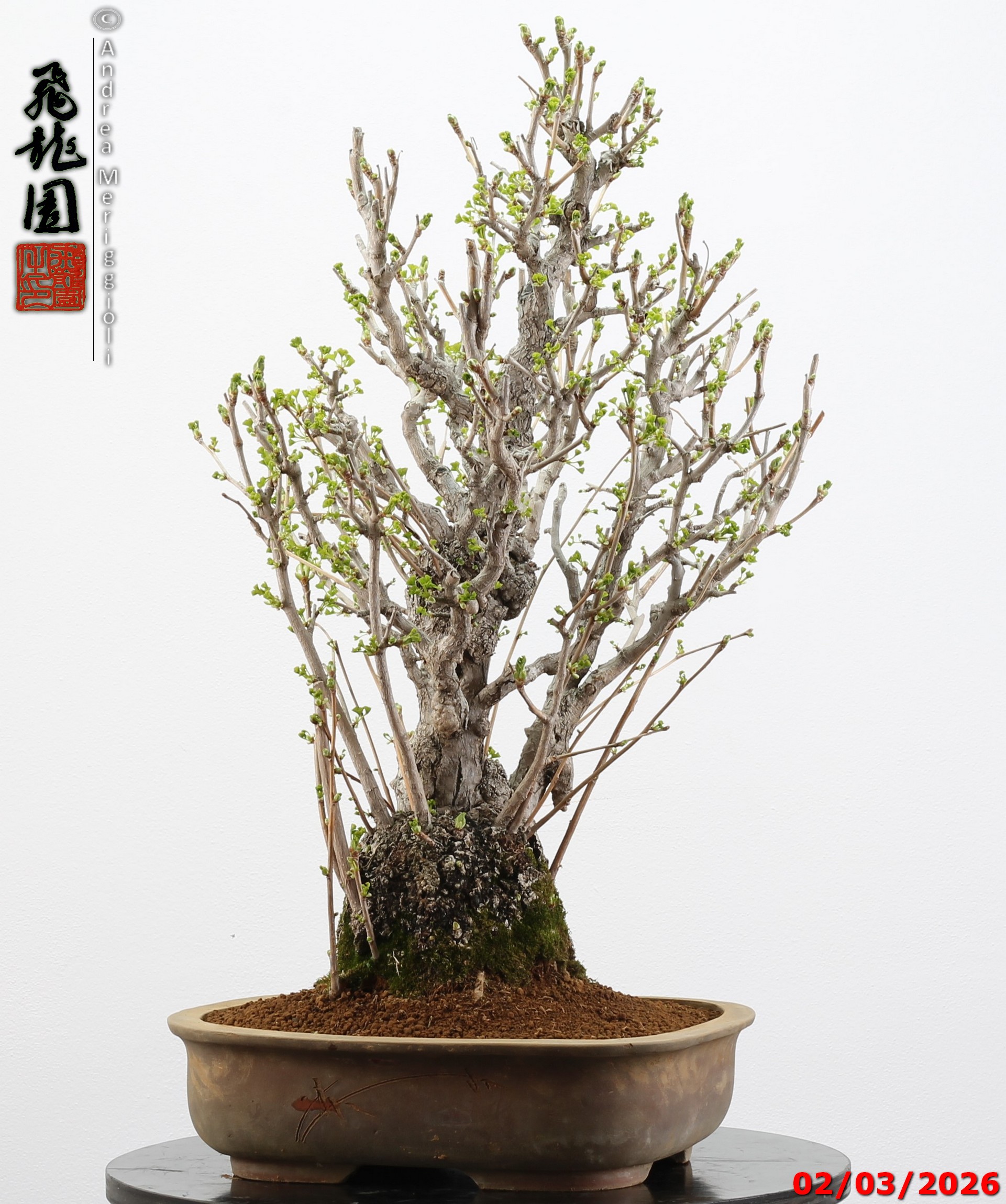 Ginko biloba - Image 3