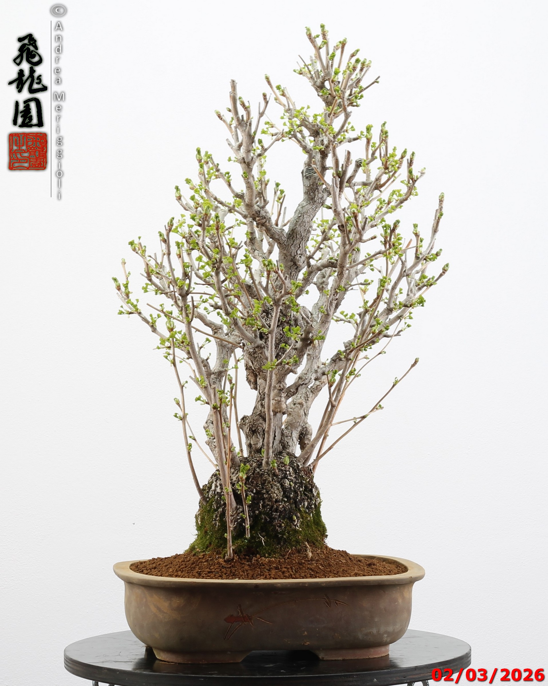 Ginko biloba - Image 2