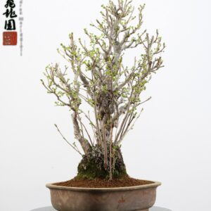 Ginko biloba
