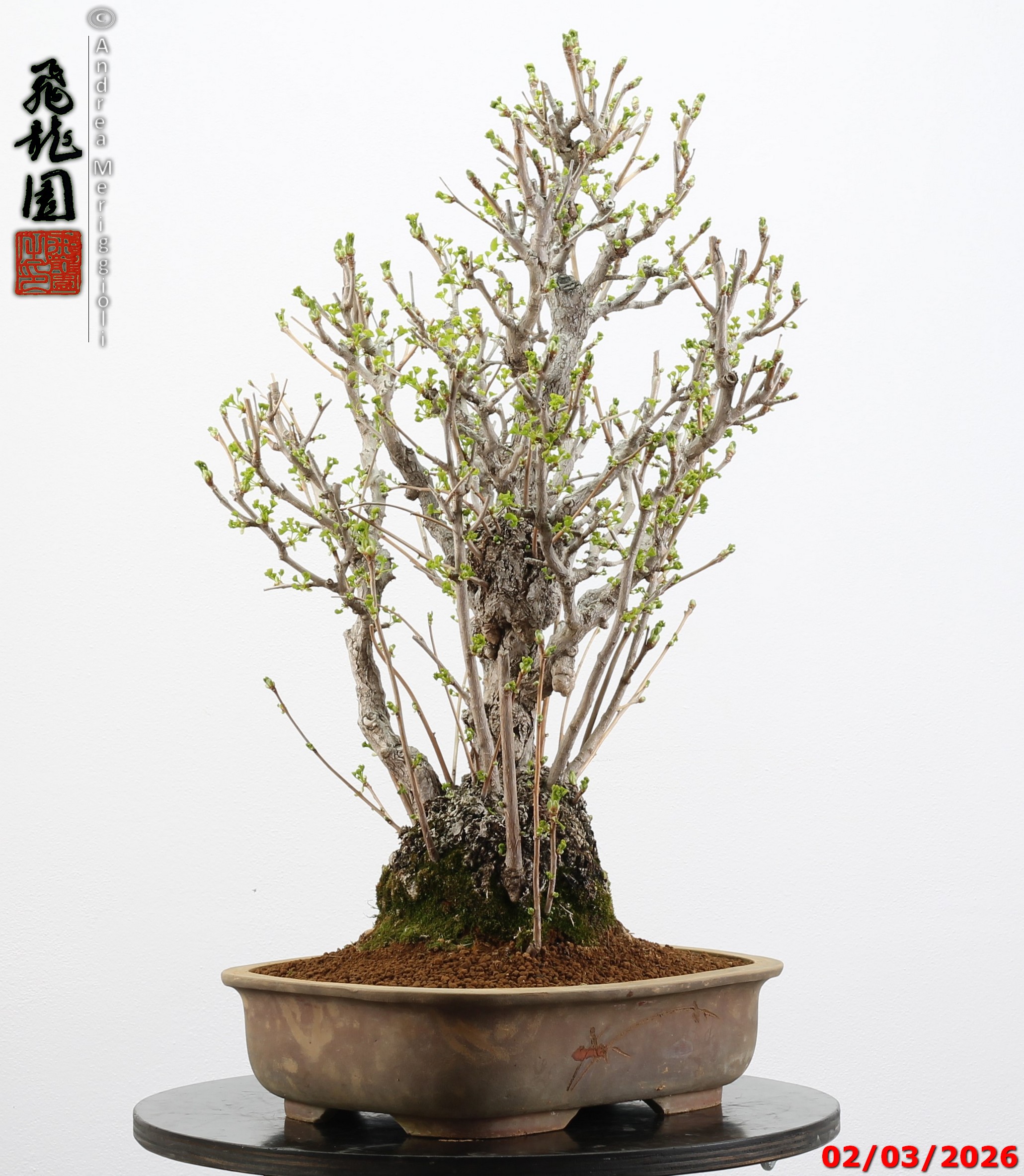 Ginko biloba