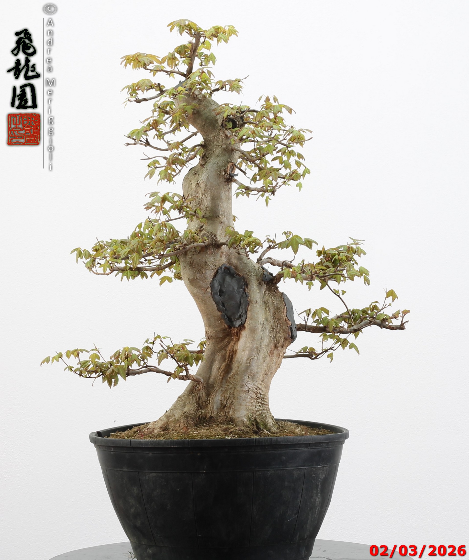 Acer buergerianum - immagine 11