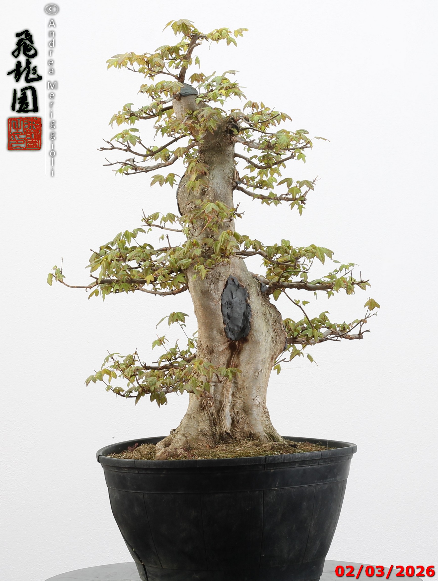 Acer buergerianum - immagine 10