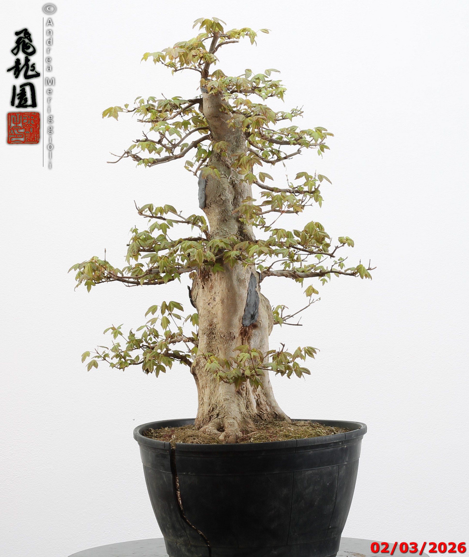 Acer buergerianum - immagine 9
