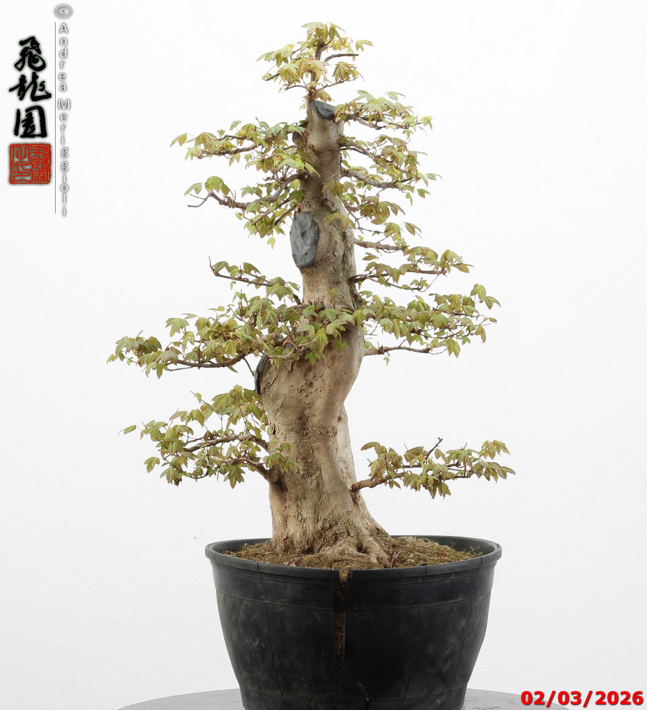 Acer buergerianum - immagine 8
