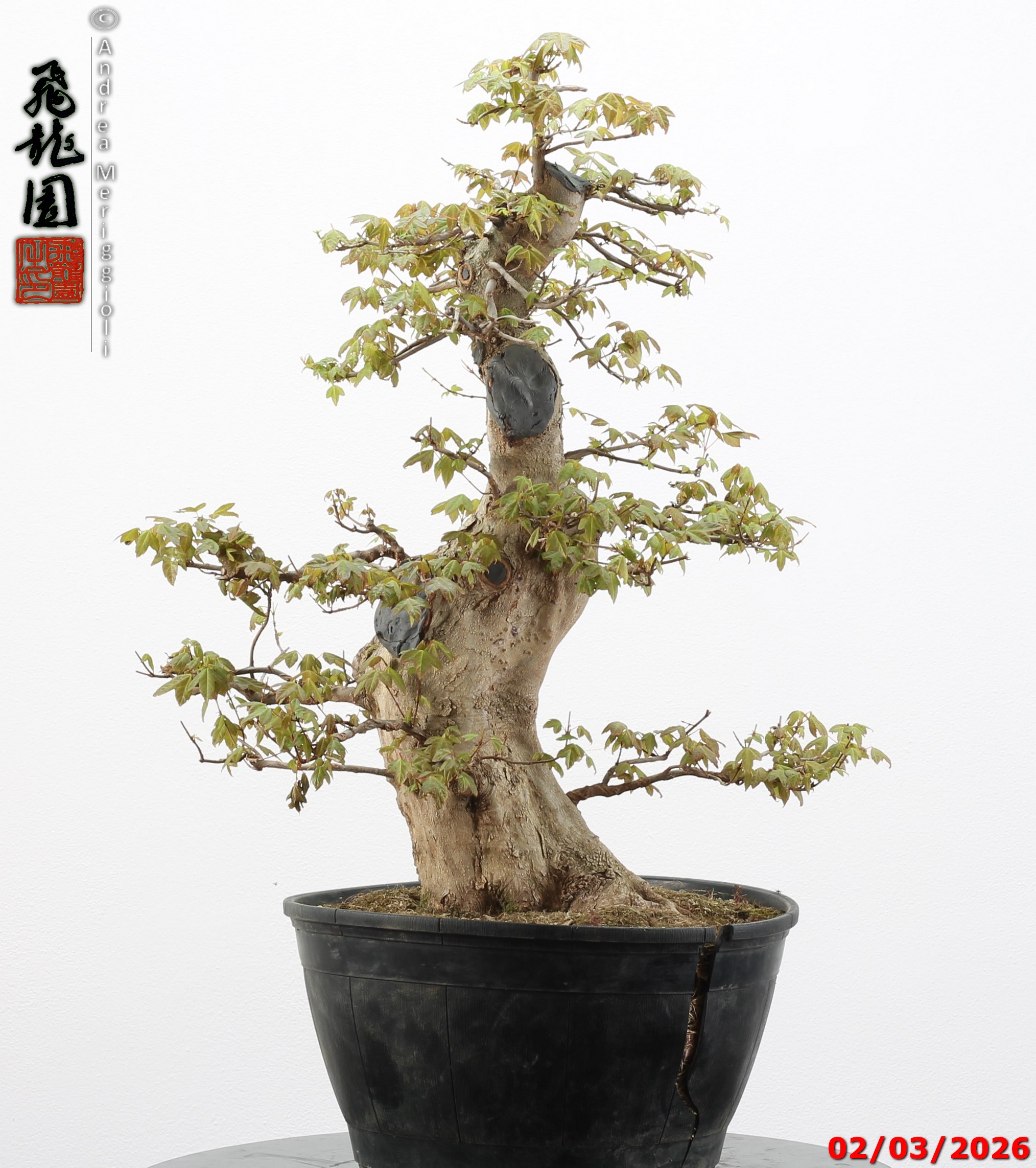 Acer buergerianum - immagine 7