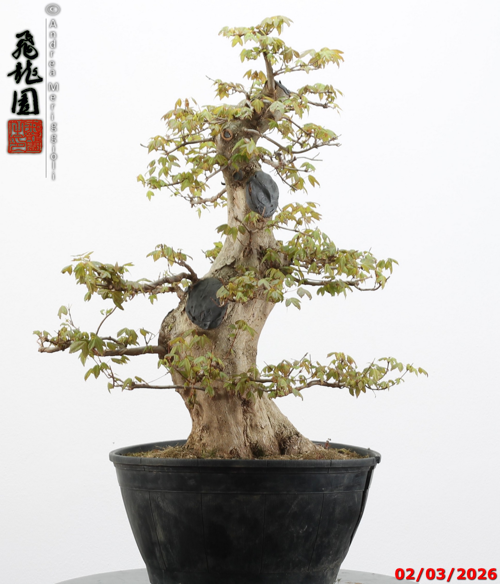 Acer buergerianum - immagine 6