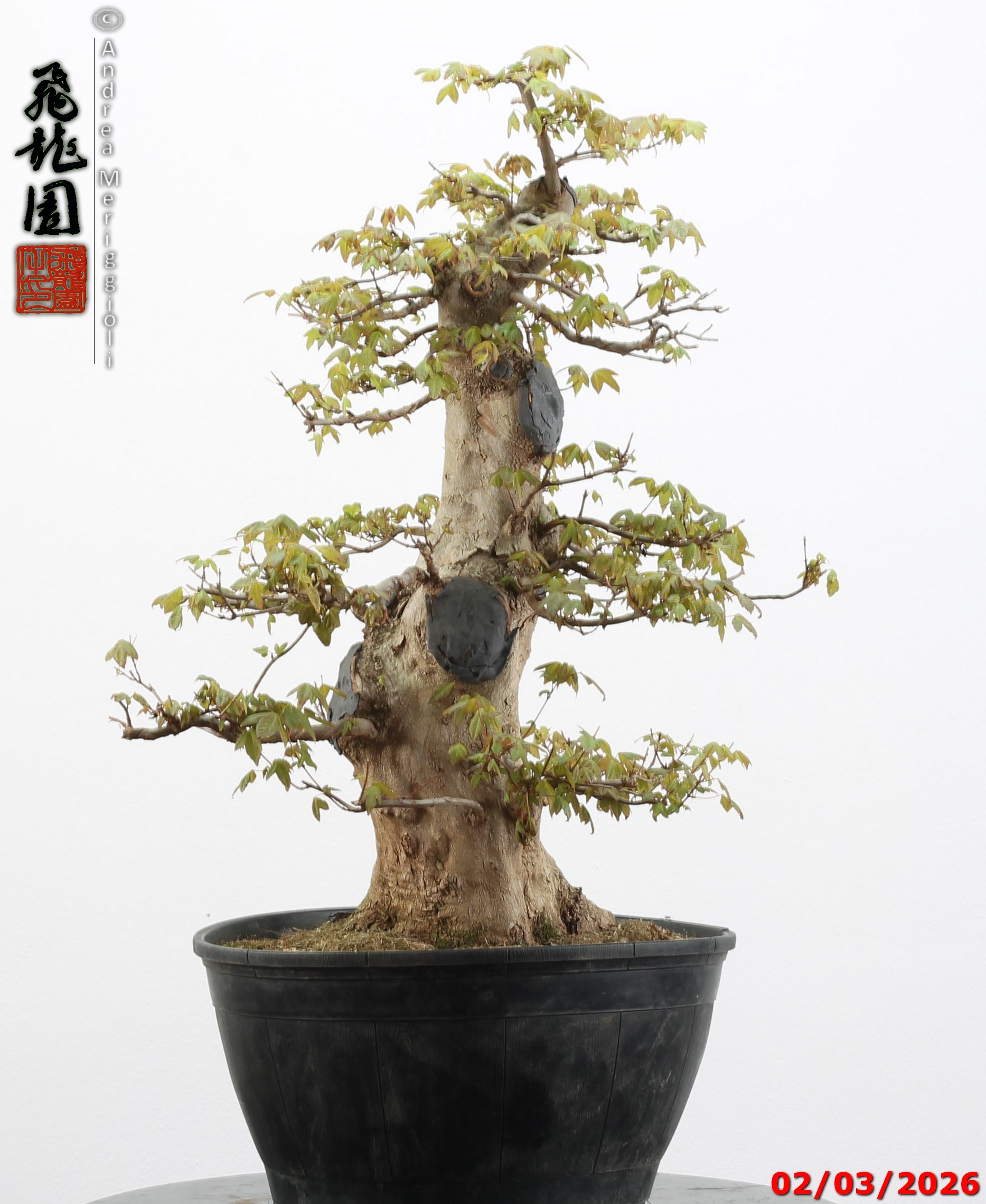 Acer buergerianum - immagine 5