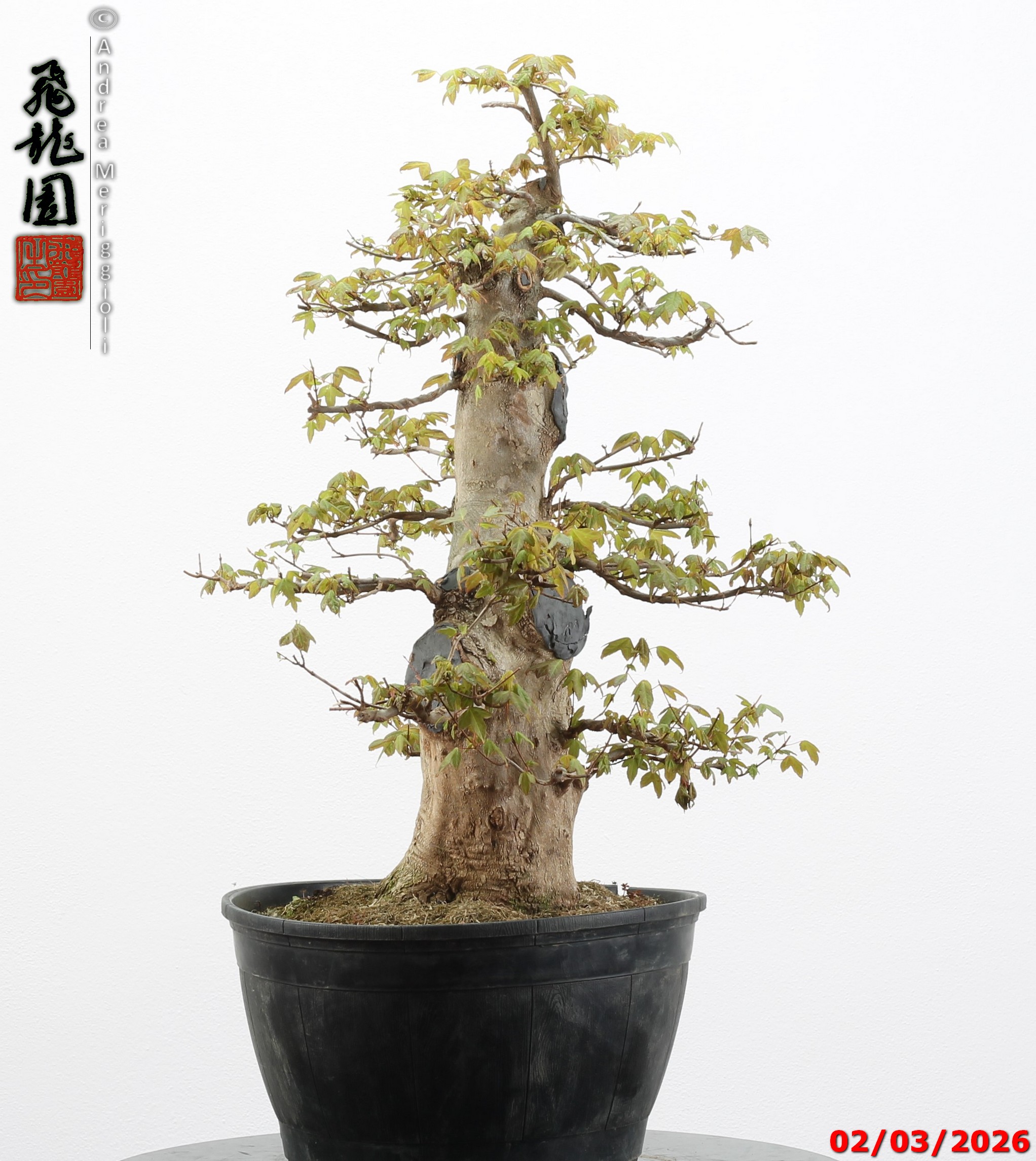 Acer buergerianum - immagine 4