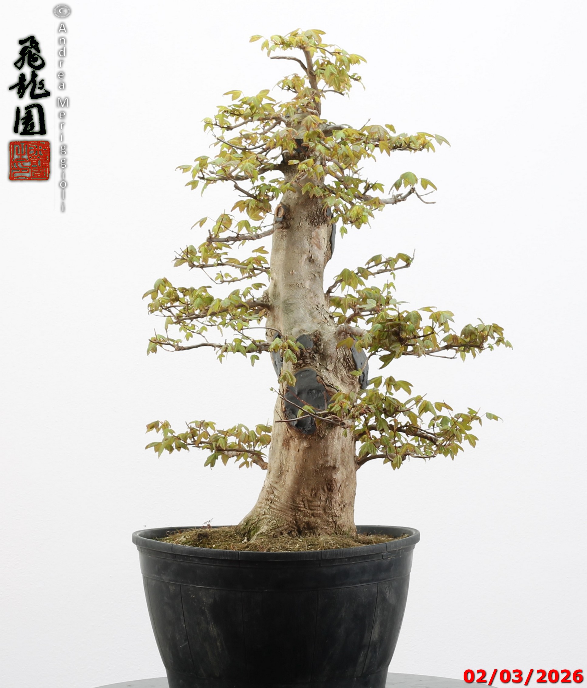 Acer buergerianum - immagine 3