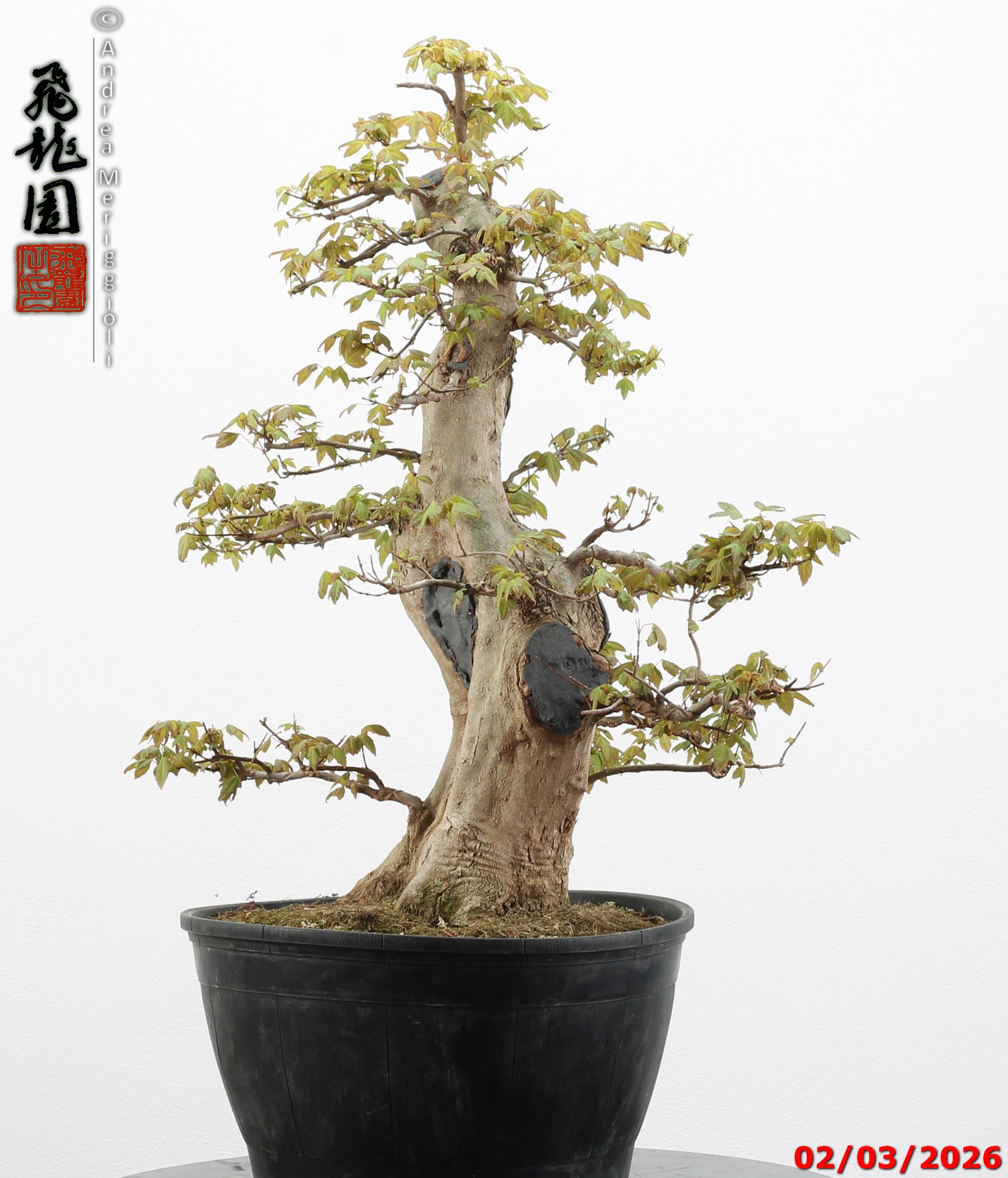 Acer buergerianum - immagine 2
