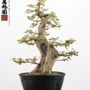 Acer buergerianum