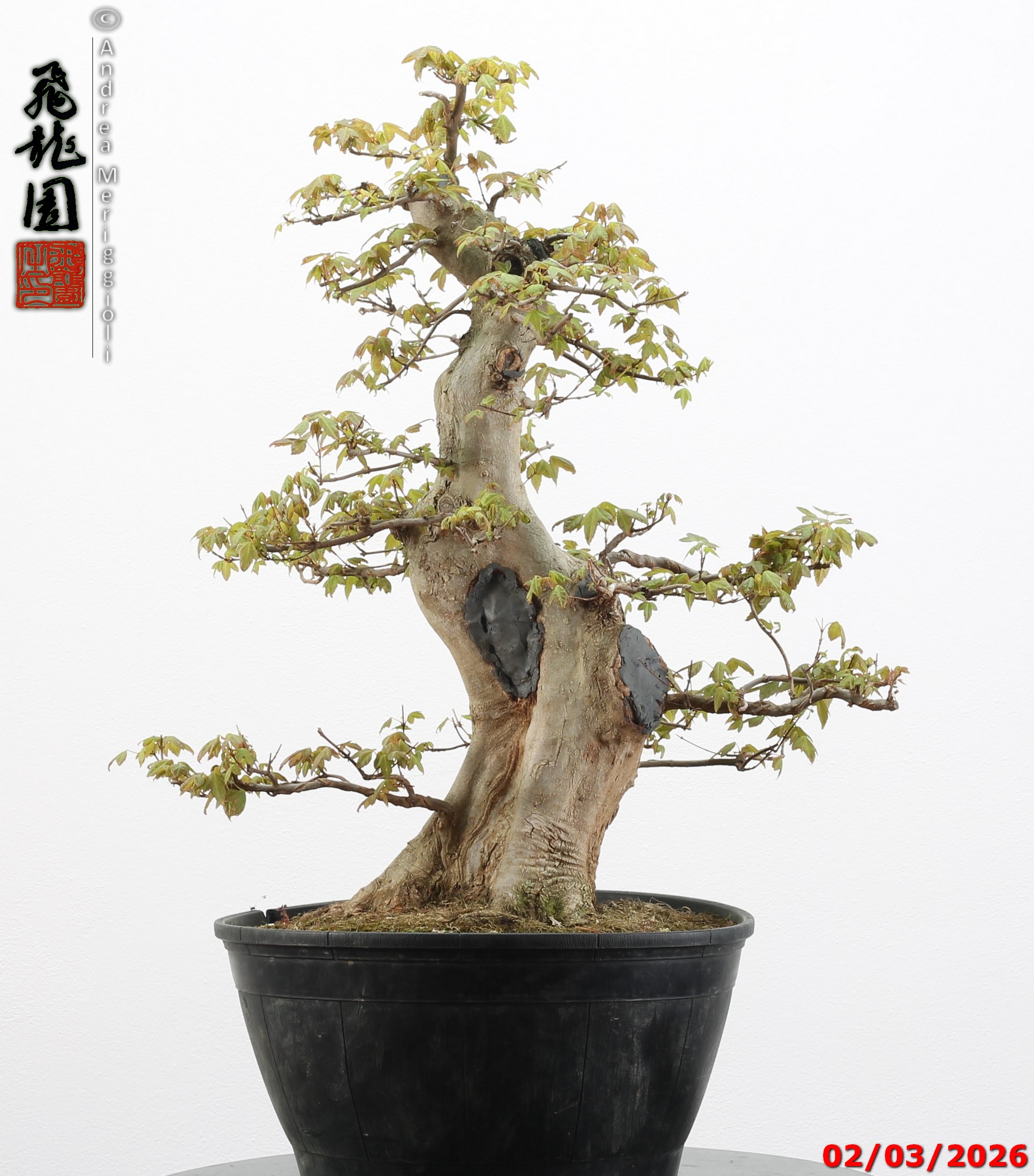 Acer buergerianum