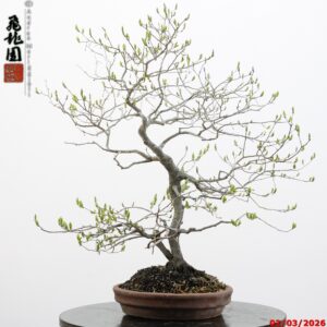 Diospyros kaki
