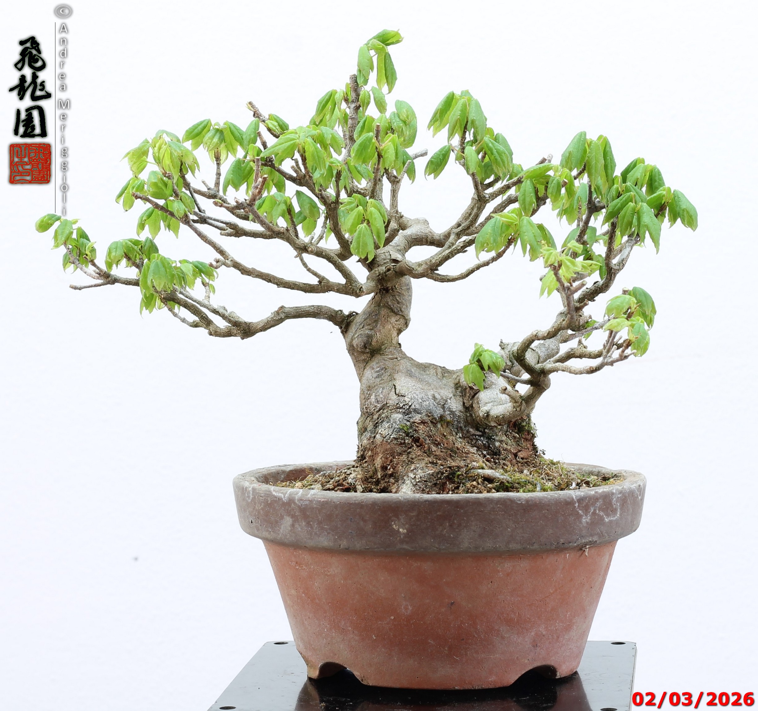Acer buergerianum shohin - immagine 13