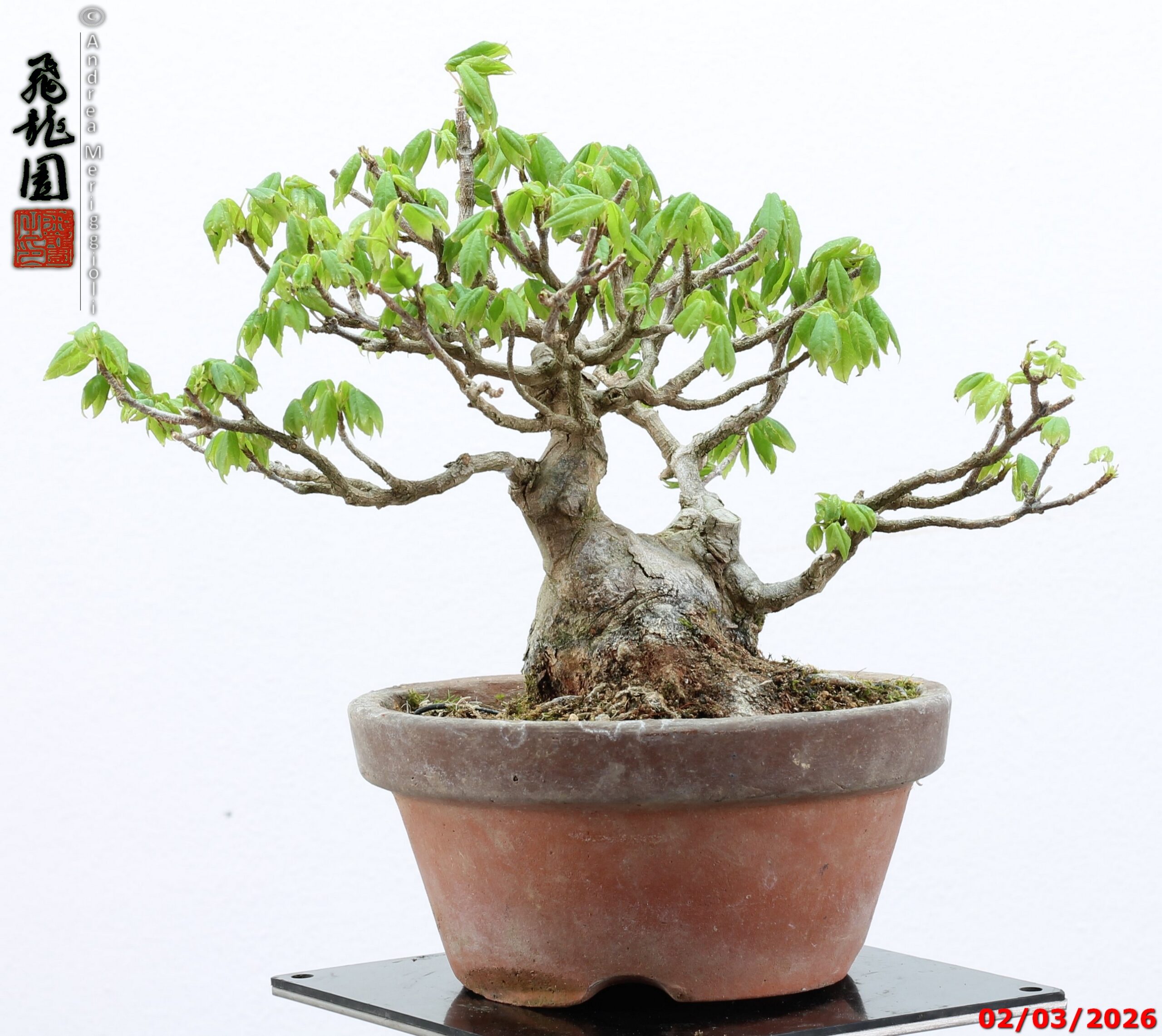 Acer buergerianum shohin - immagine 12