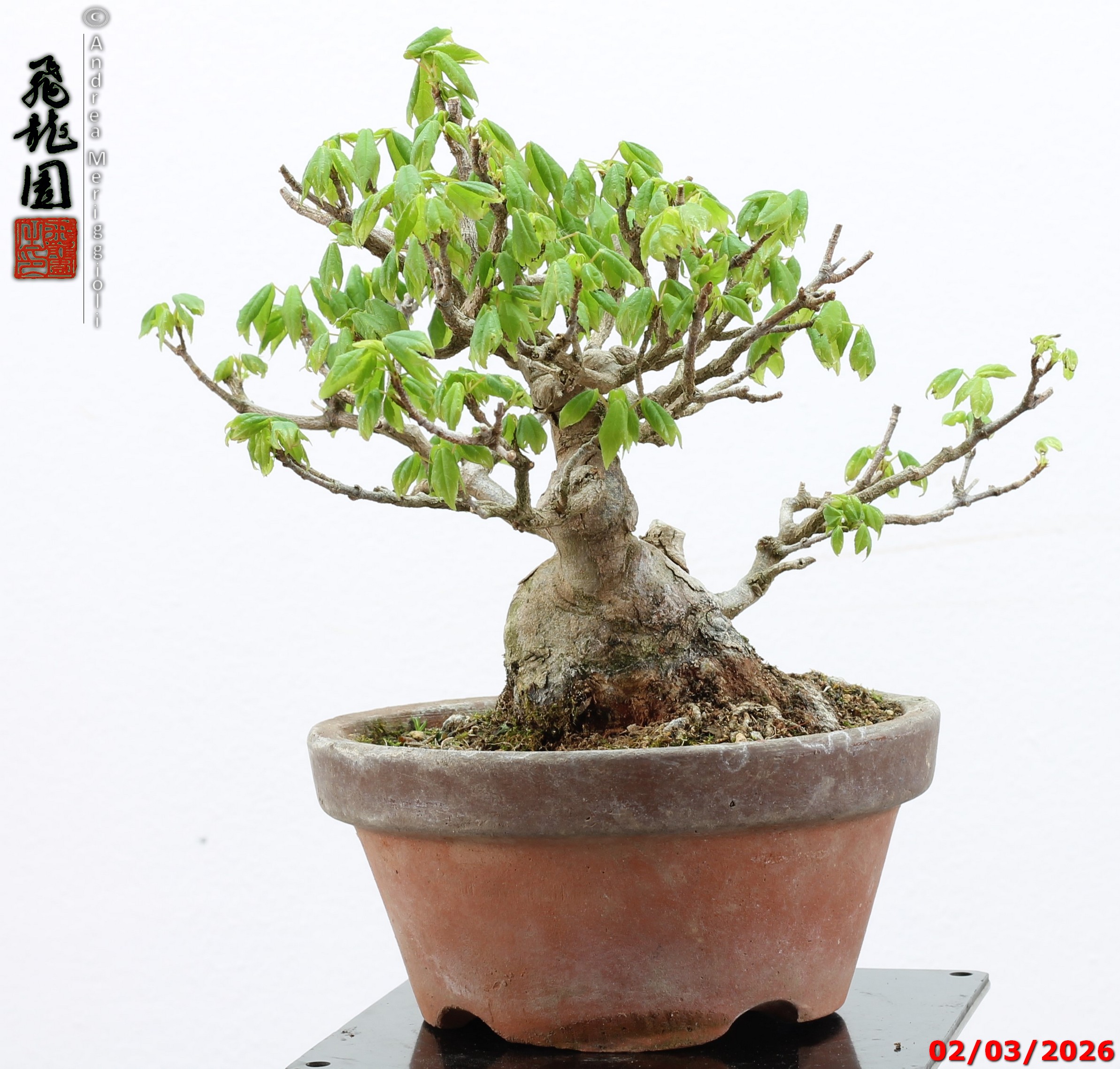 Acer buergerianum shohin - immagine 11