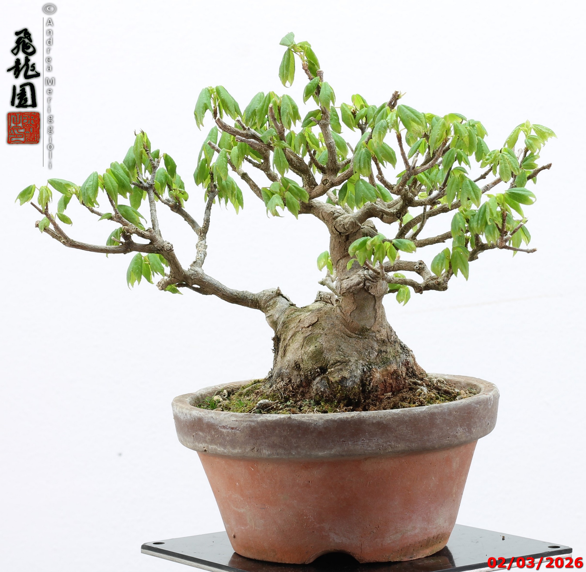 Acer buergerianum shohin - immagine 10