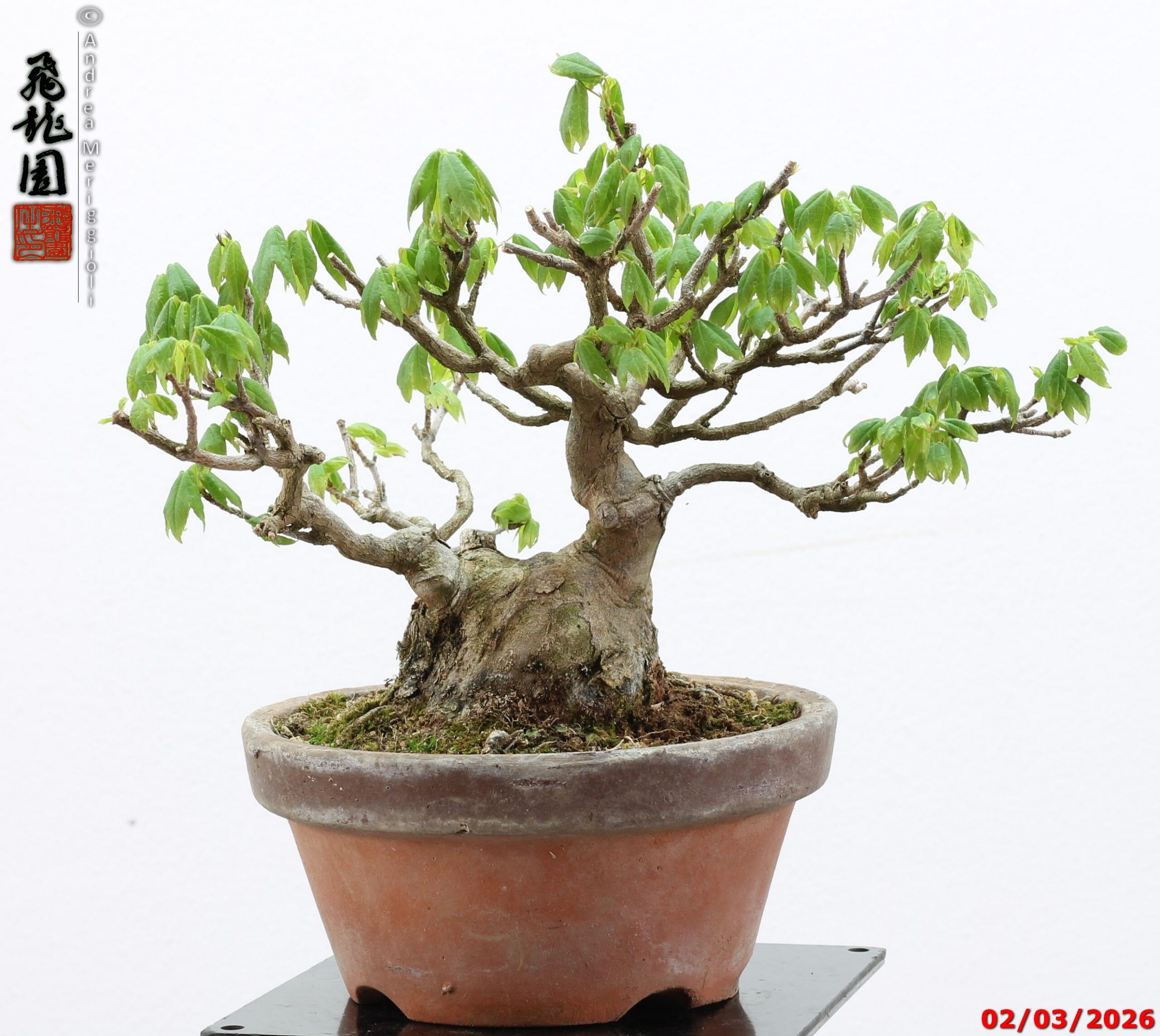Acer buergerianum shohin - immagine 9