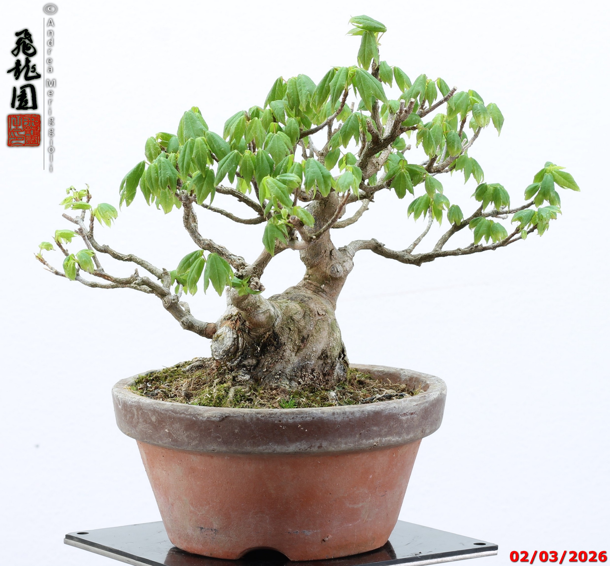 Acer buergerianum shohin - immagine 8