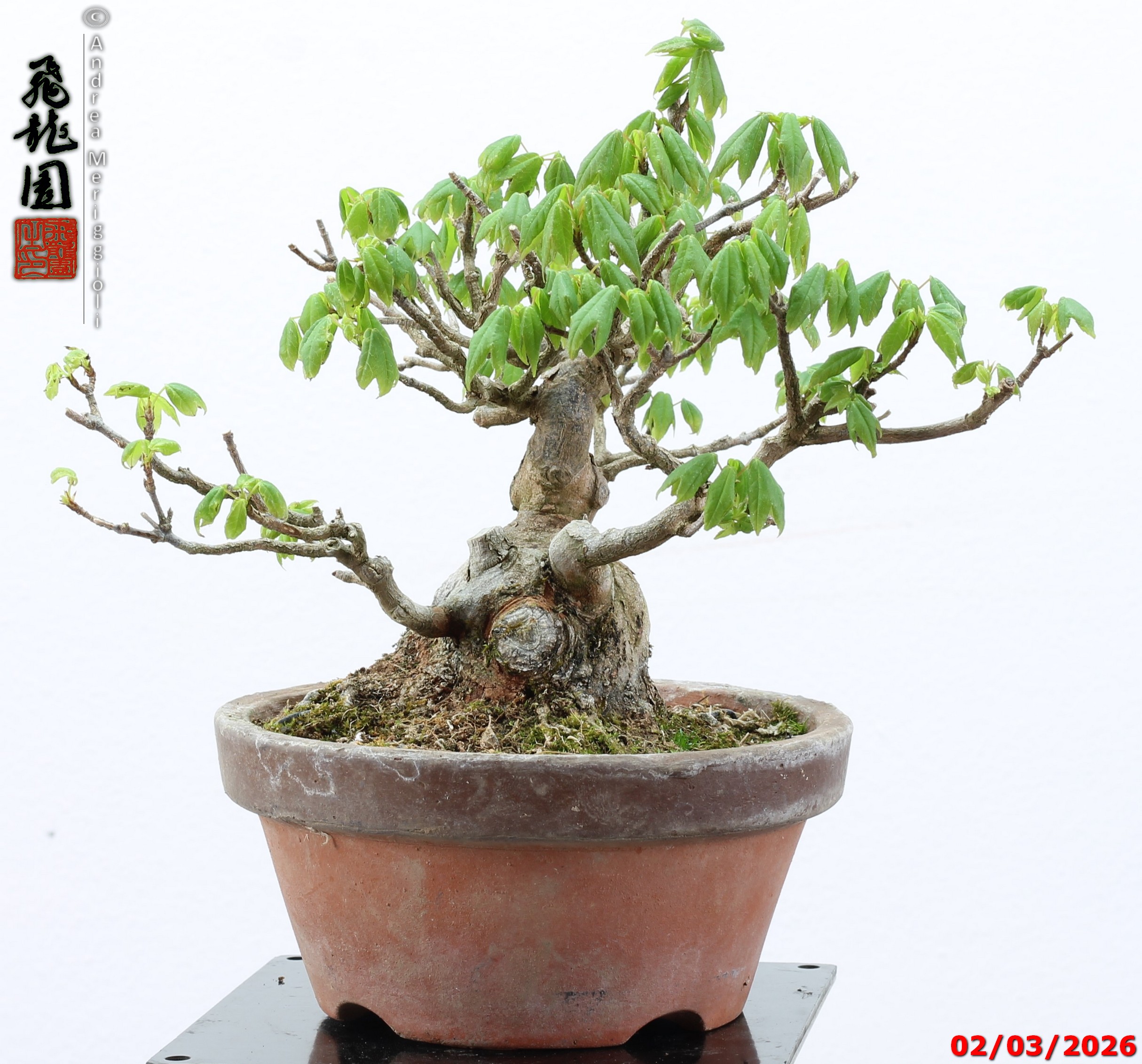 Acer buergerianum shohin - immagine 7