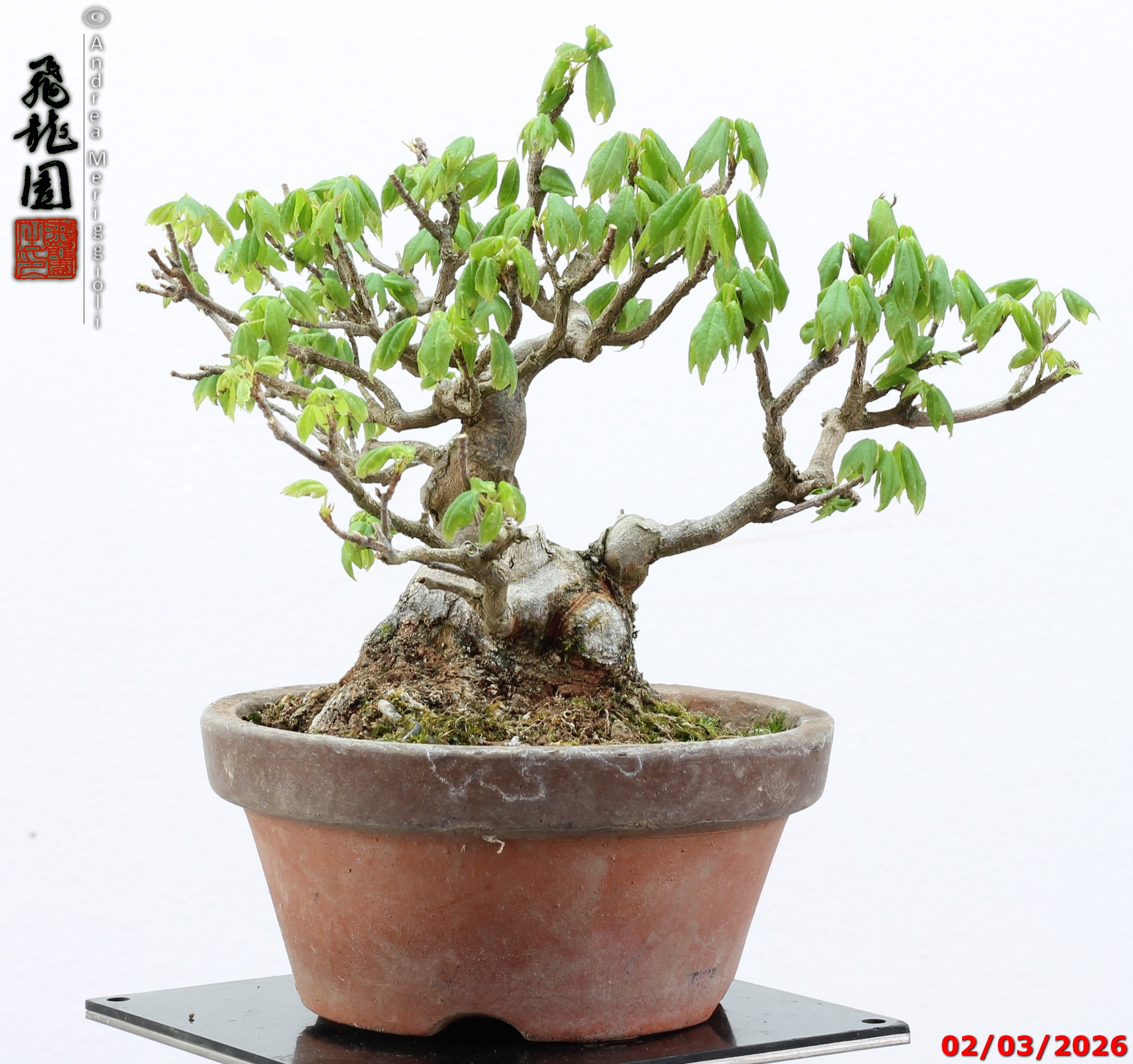 Acer buergerianum shohin - immagine 6