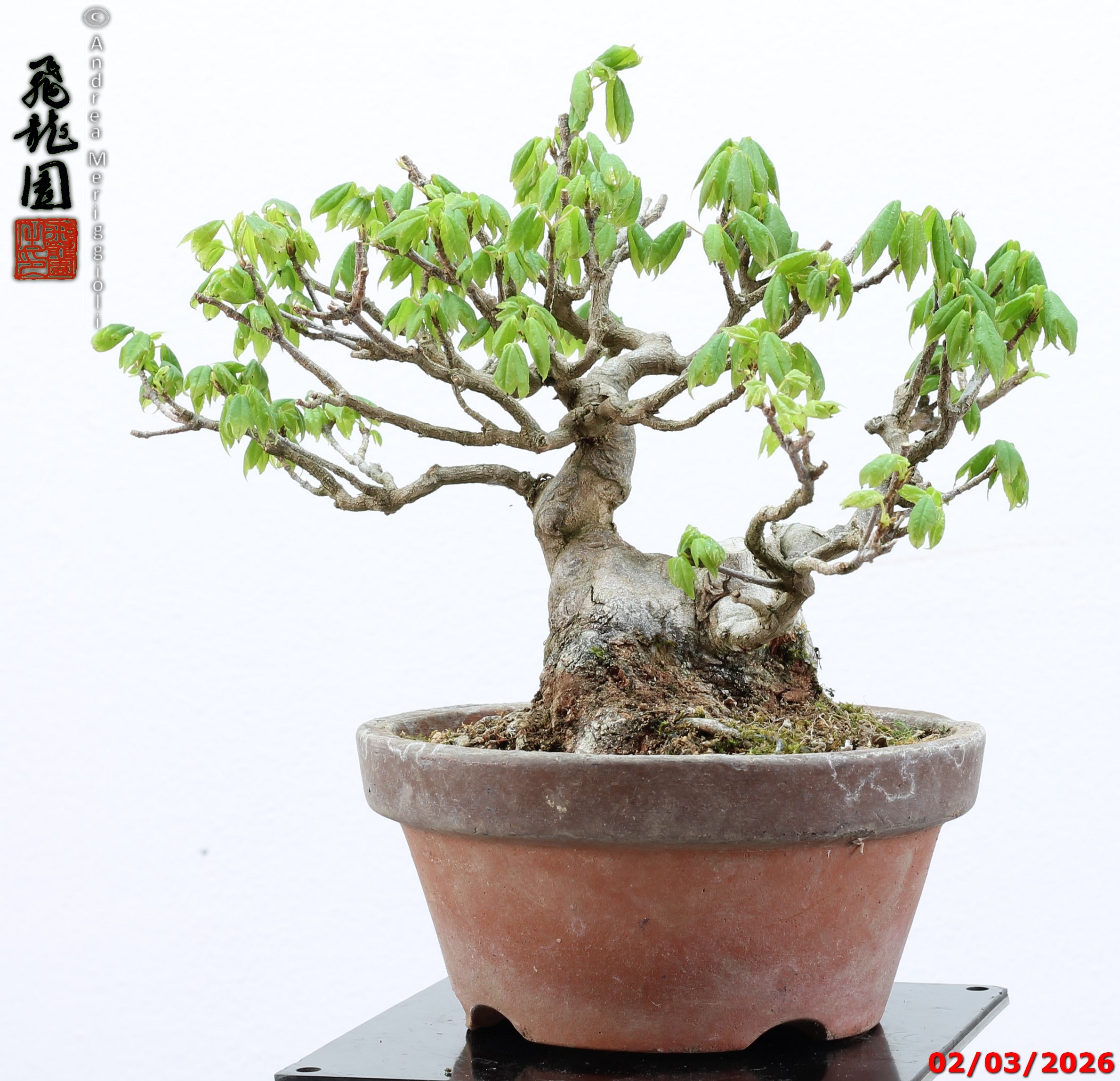 Acer buergerianum shohin - immagine 5