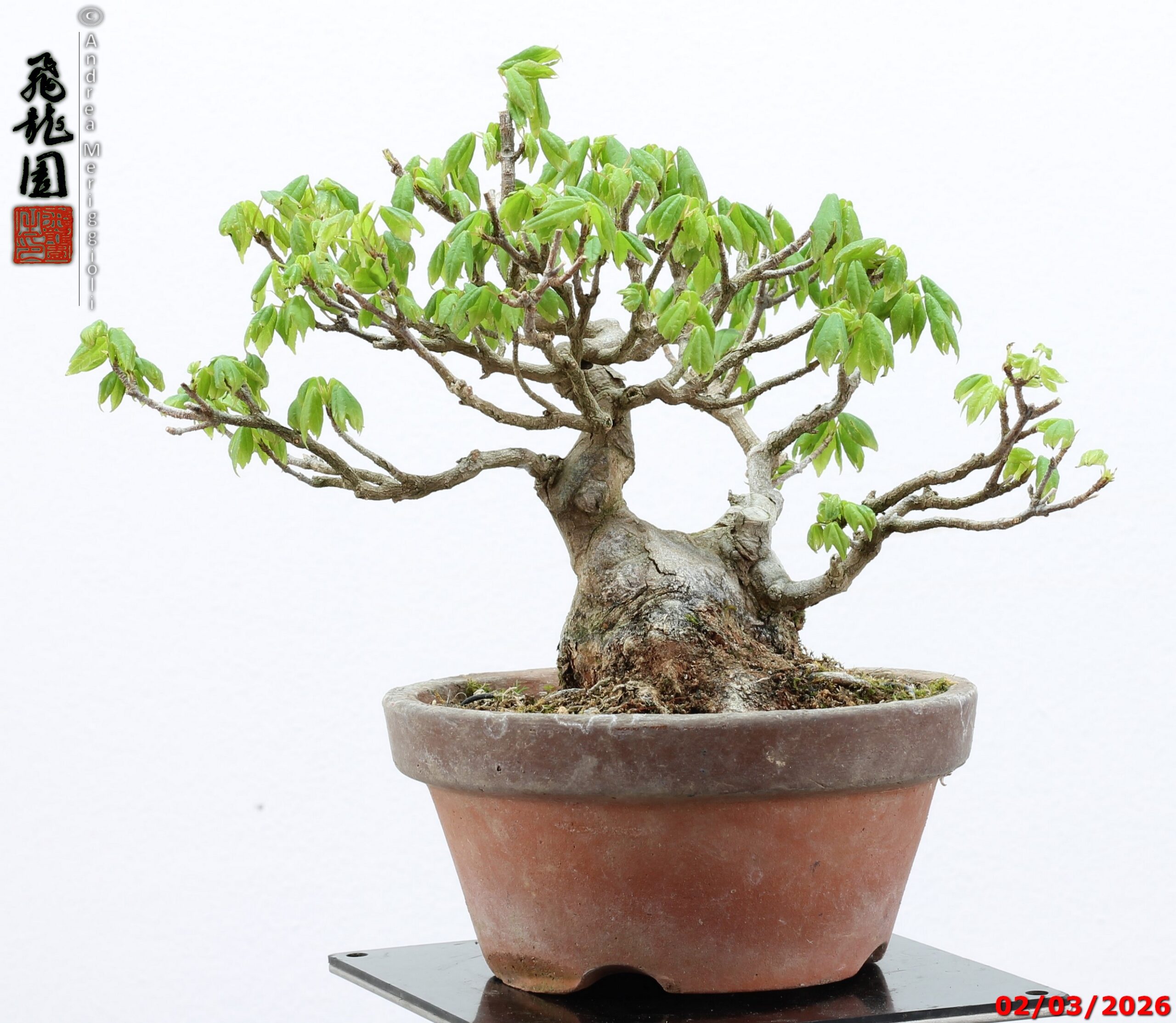 Acer buergerianum shohin - immagine 4