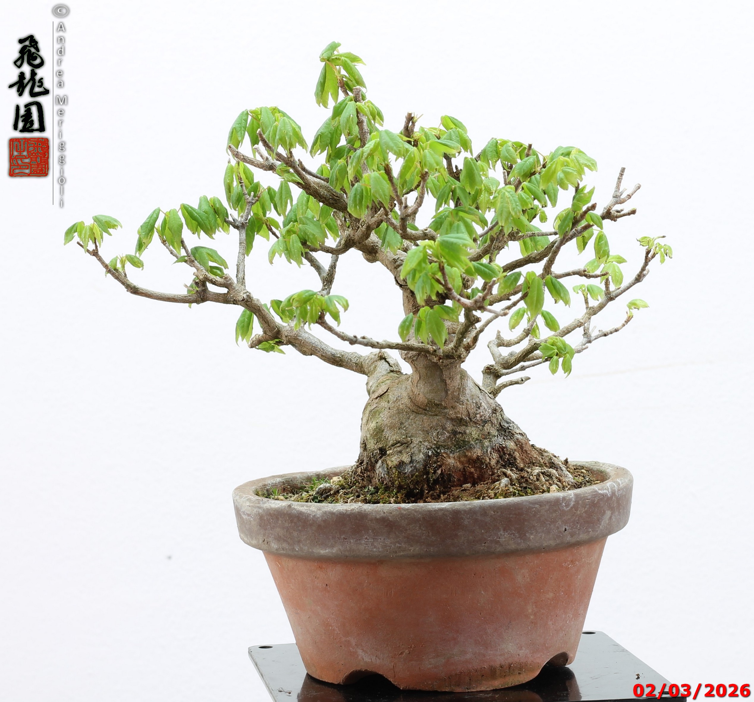 Acer buergerianum shohin - immagine 3