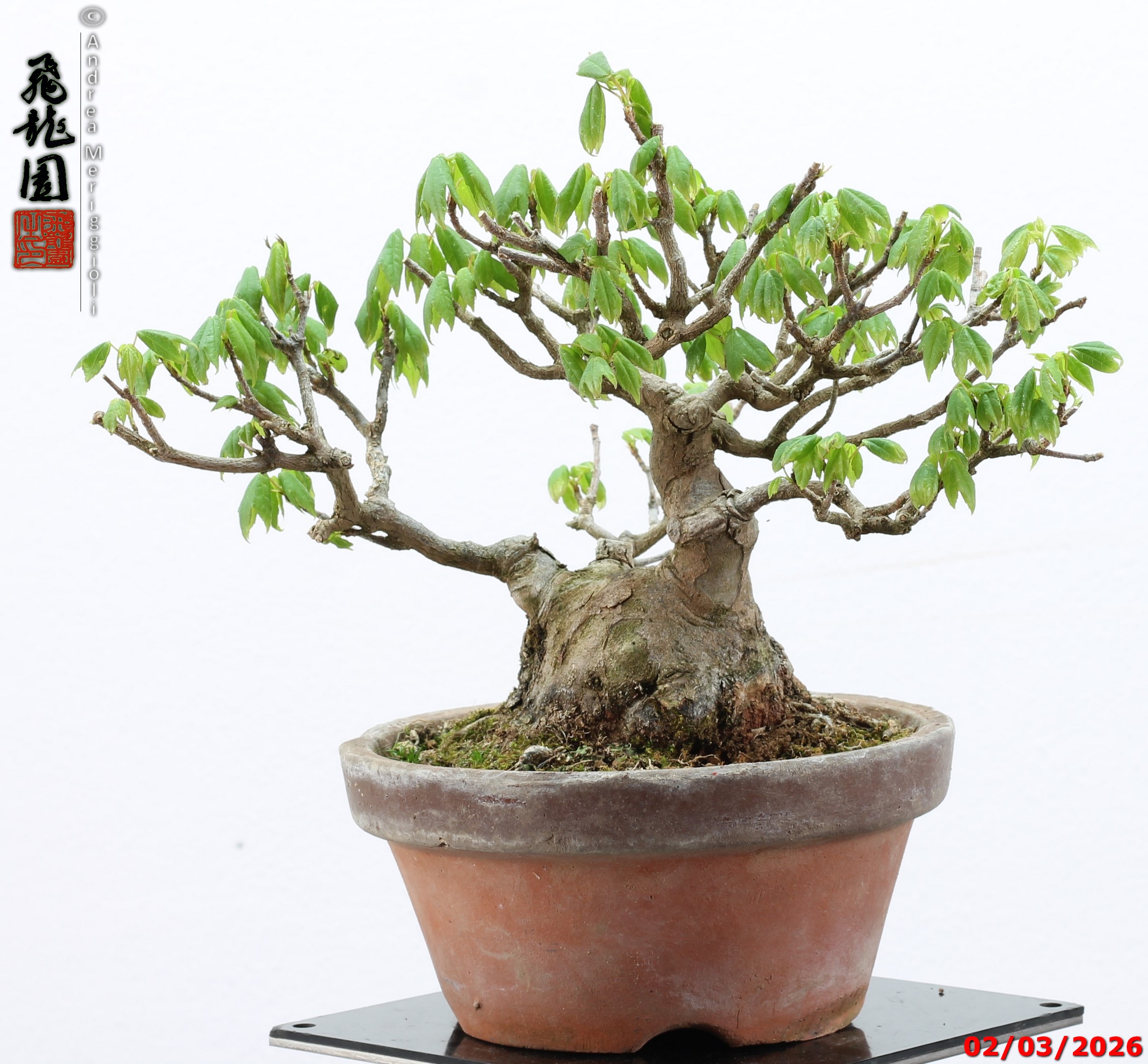 Acer buergerianum shohin - immagine 2
