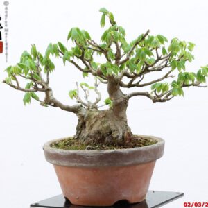 Acer buergerianum shohin
