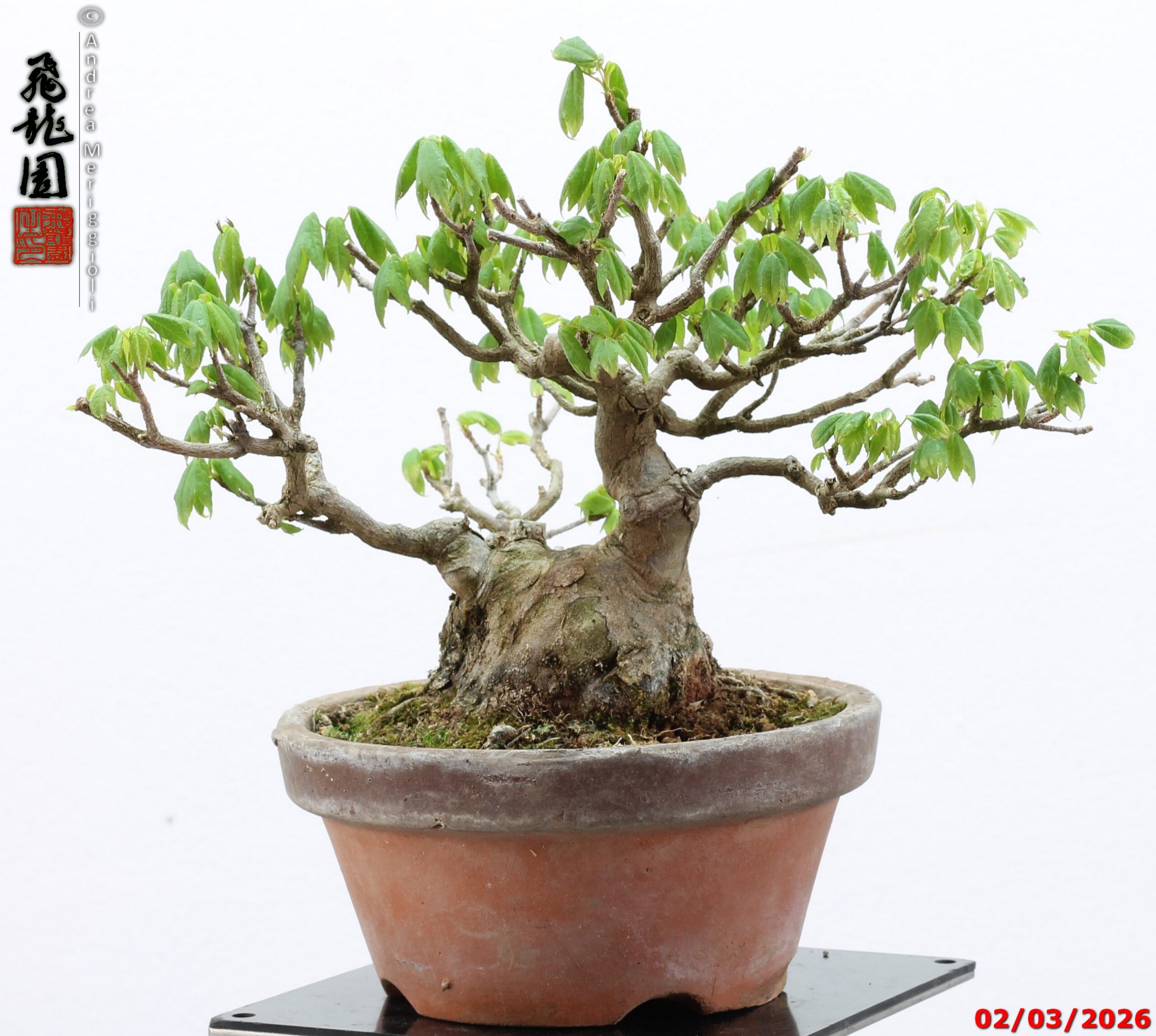 Acer buergerianum shohin