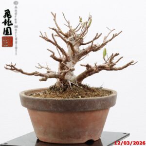 Stewartia shohin