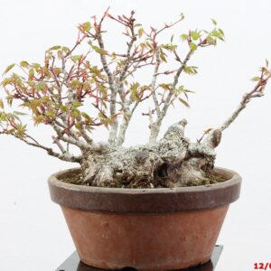 Acer palmatum shohin
