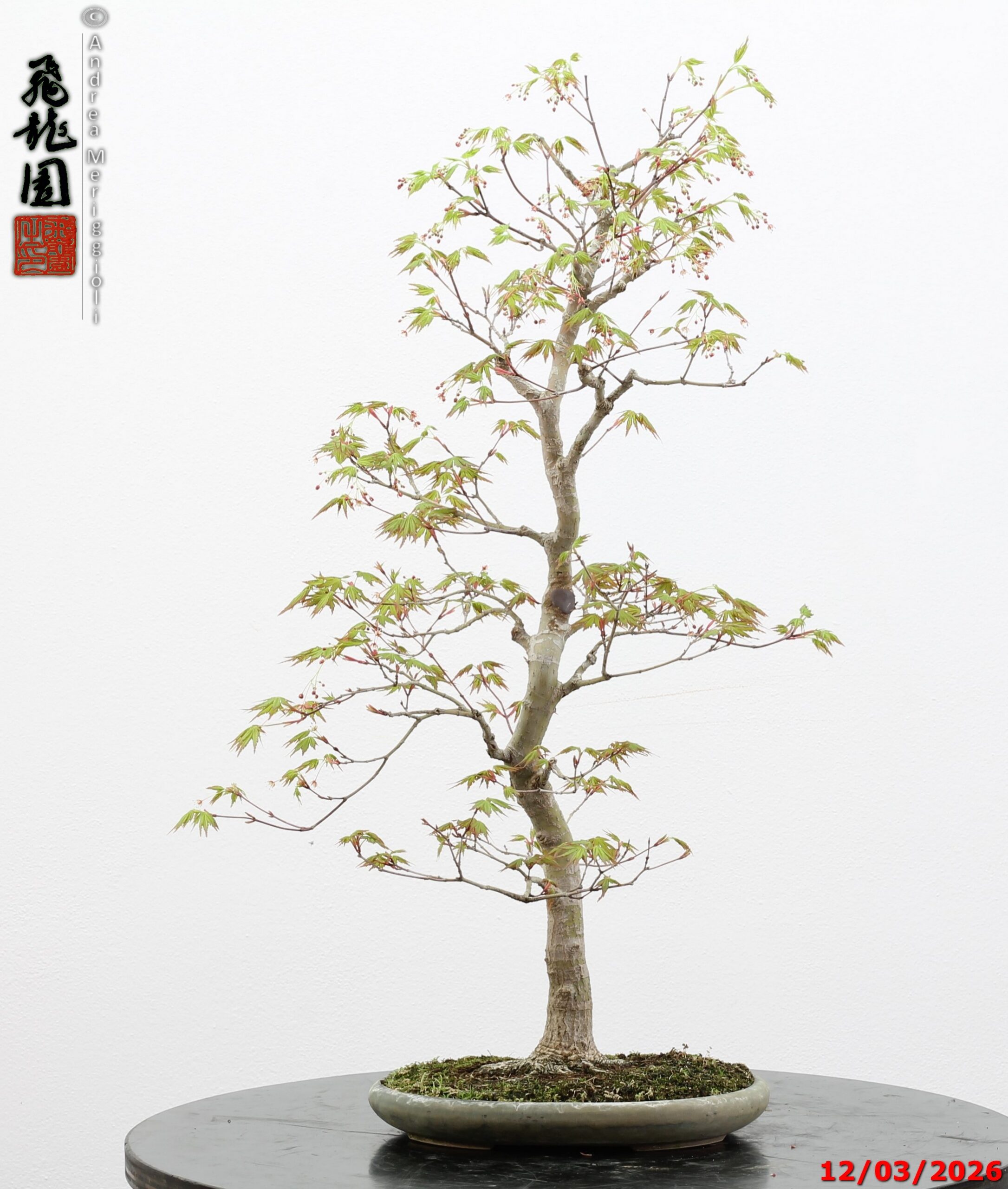Acer palmatum - immagine 11