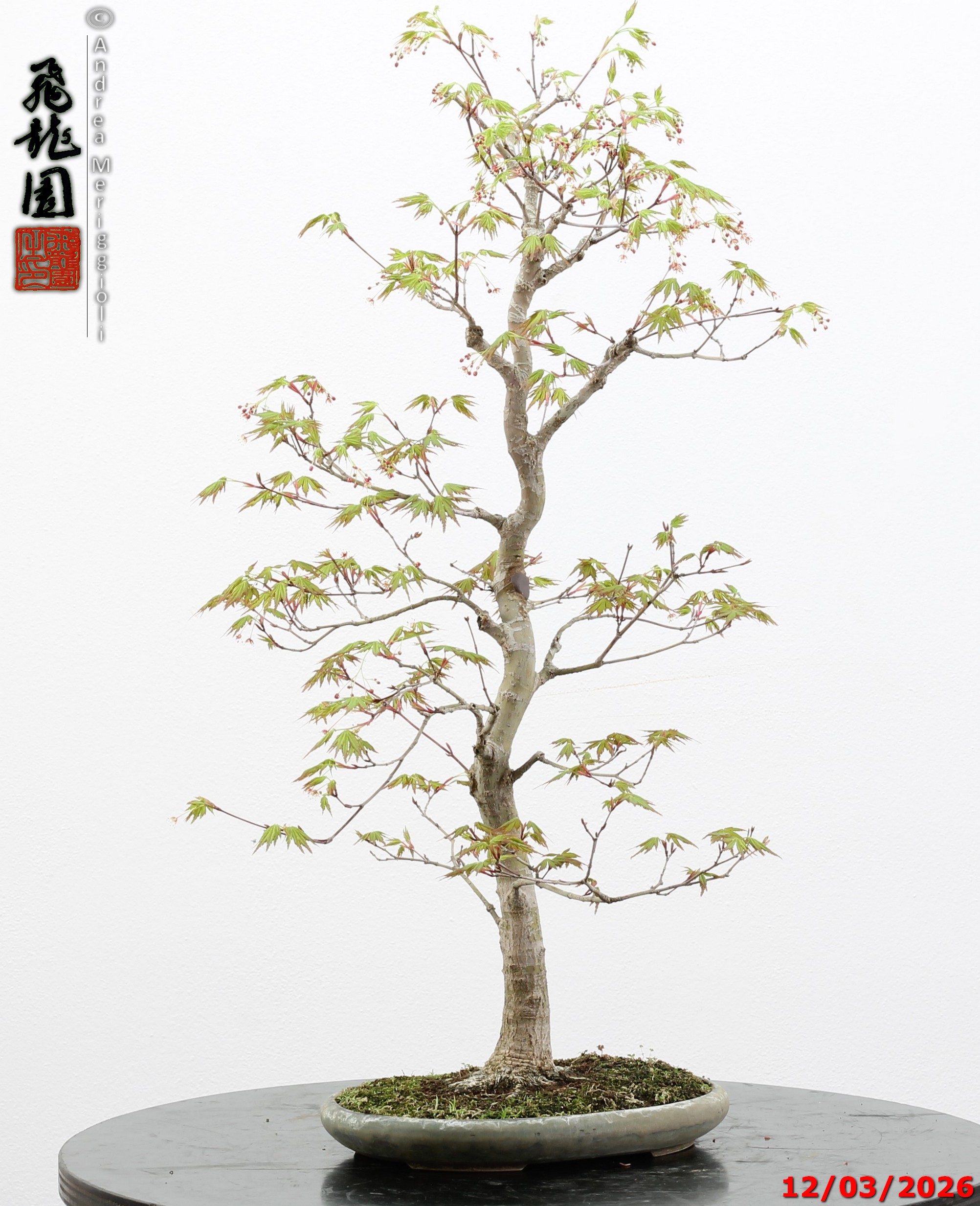 Acer palmatum - immagine 10
