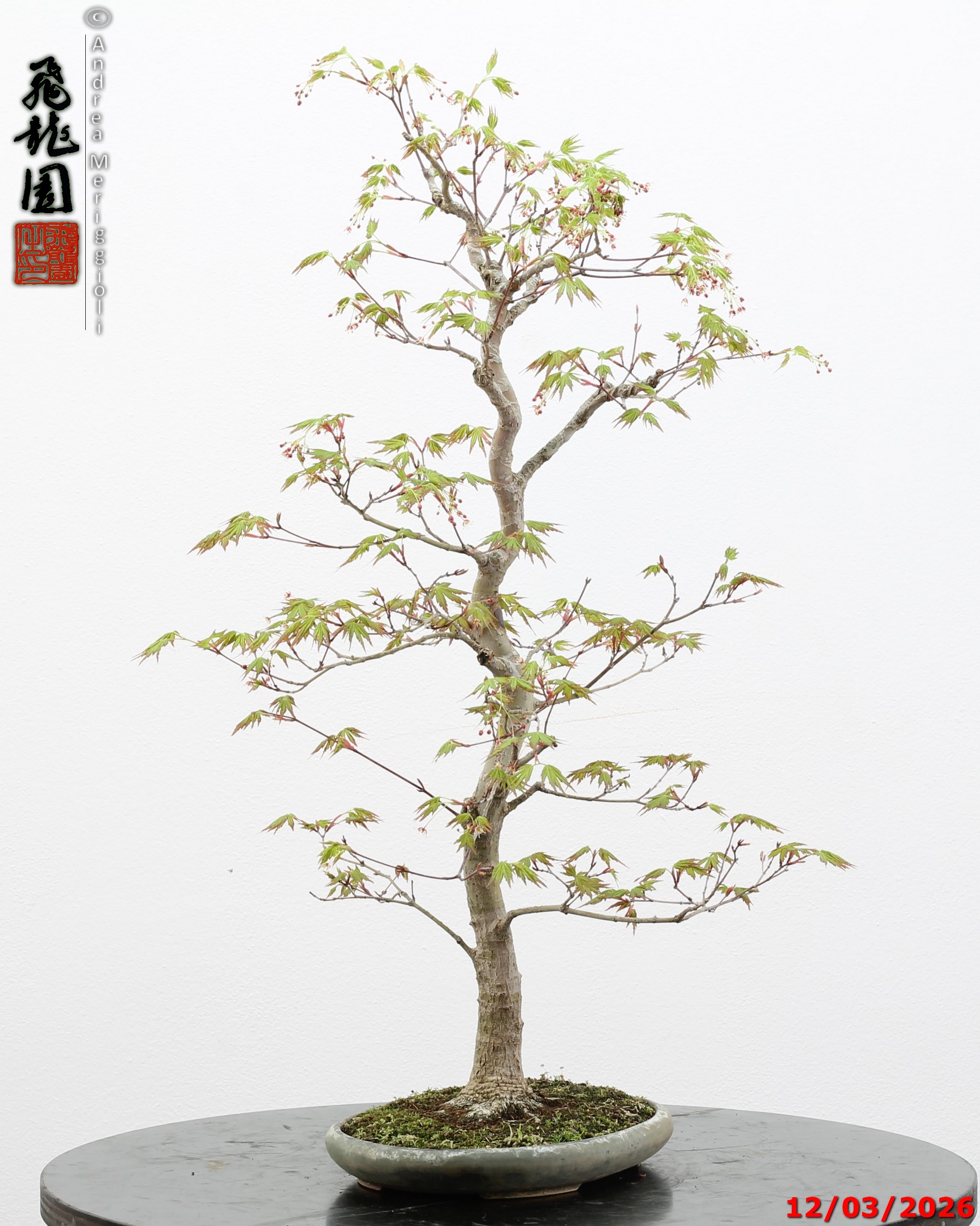 Acer palmatum - immagine 9