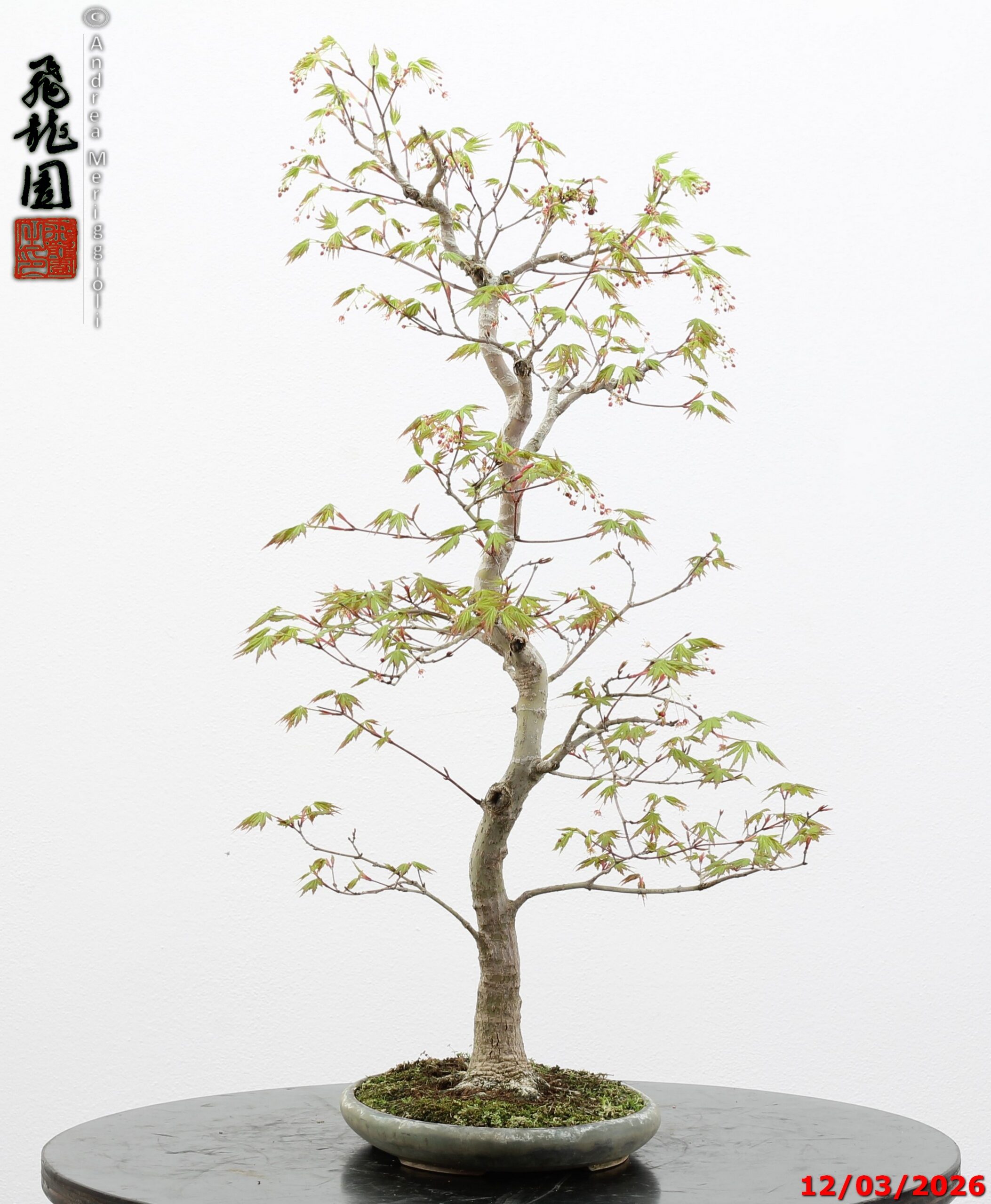 Acer palmatum - immagine 8