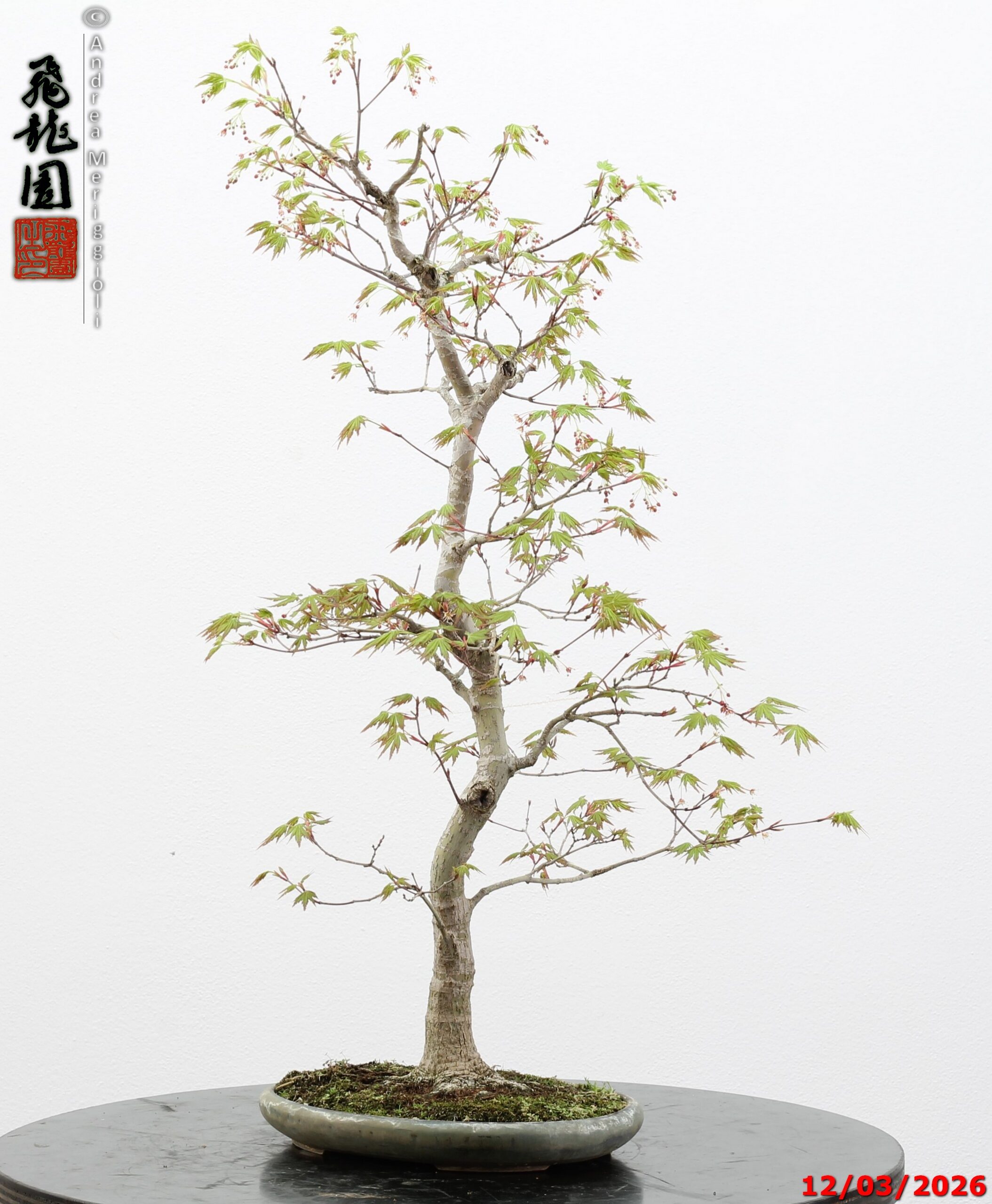 Acer palmatum - immagine 7