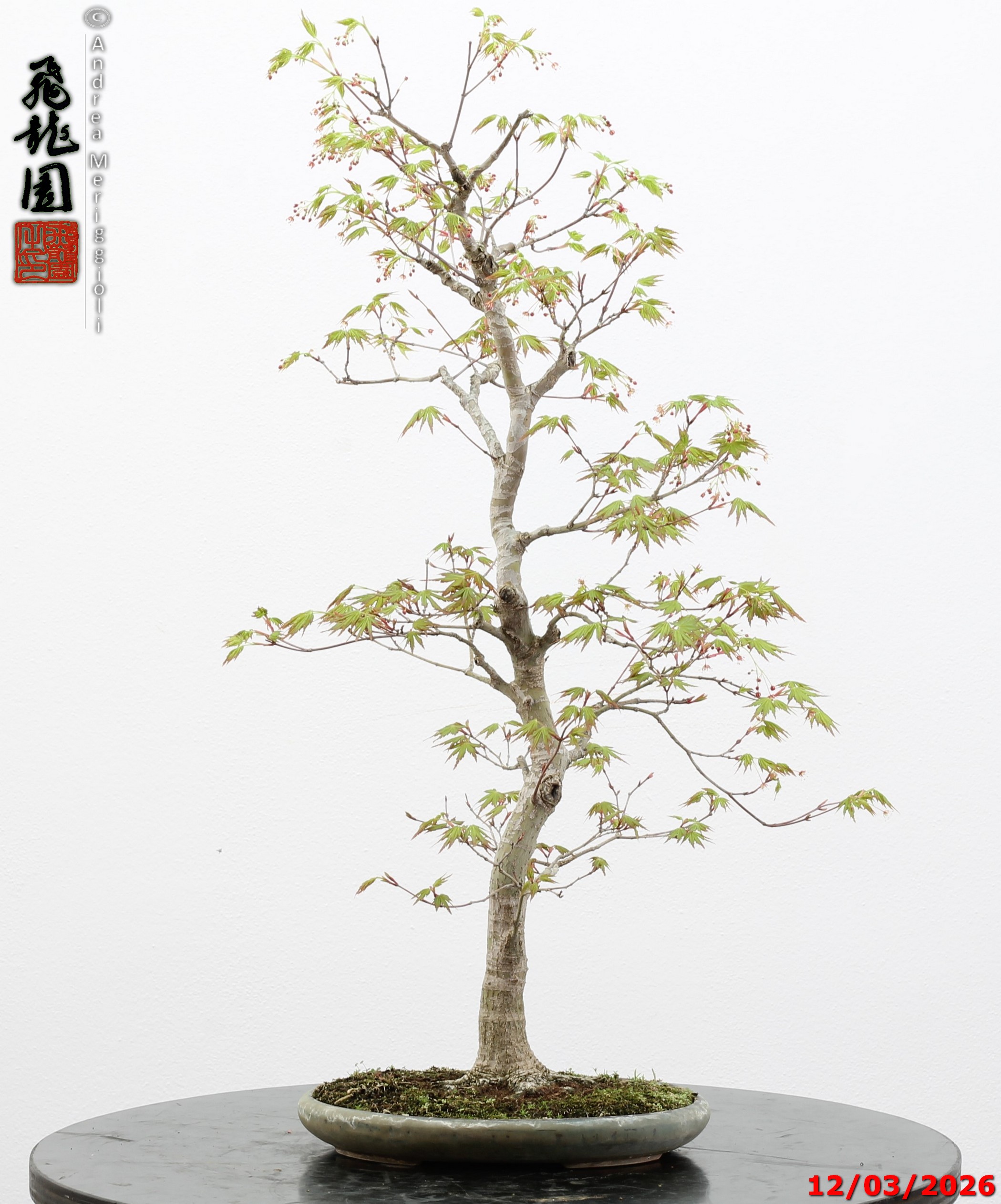 Acer palmatum - immagine 6