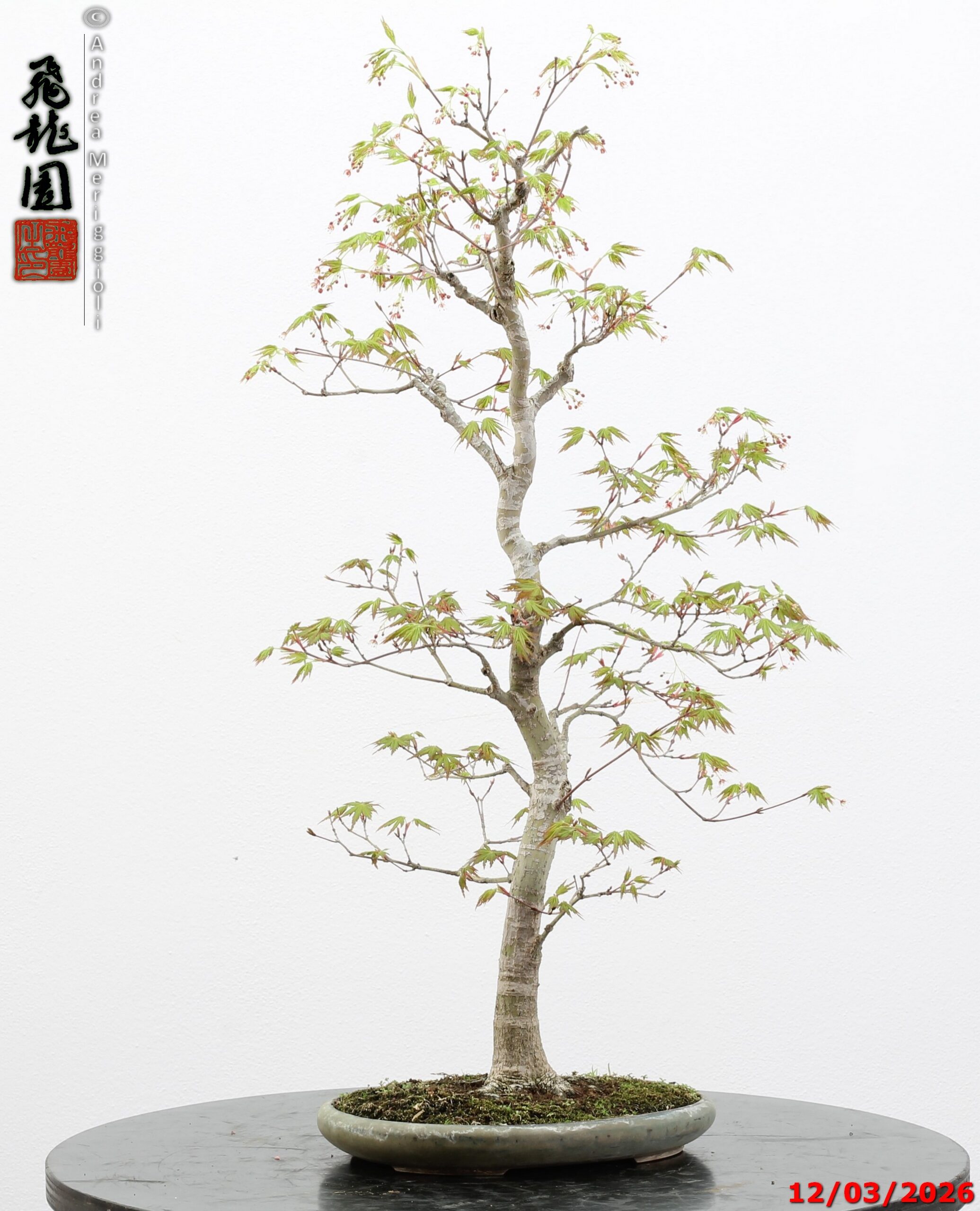 Acer palmatum - immagine 5