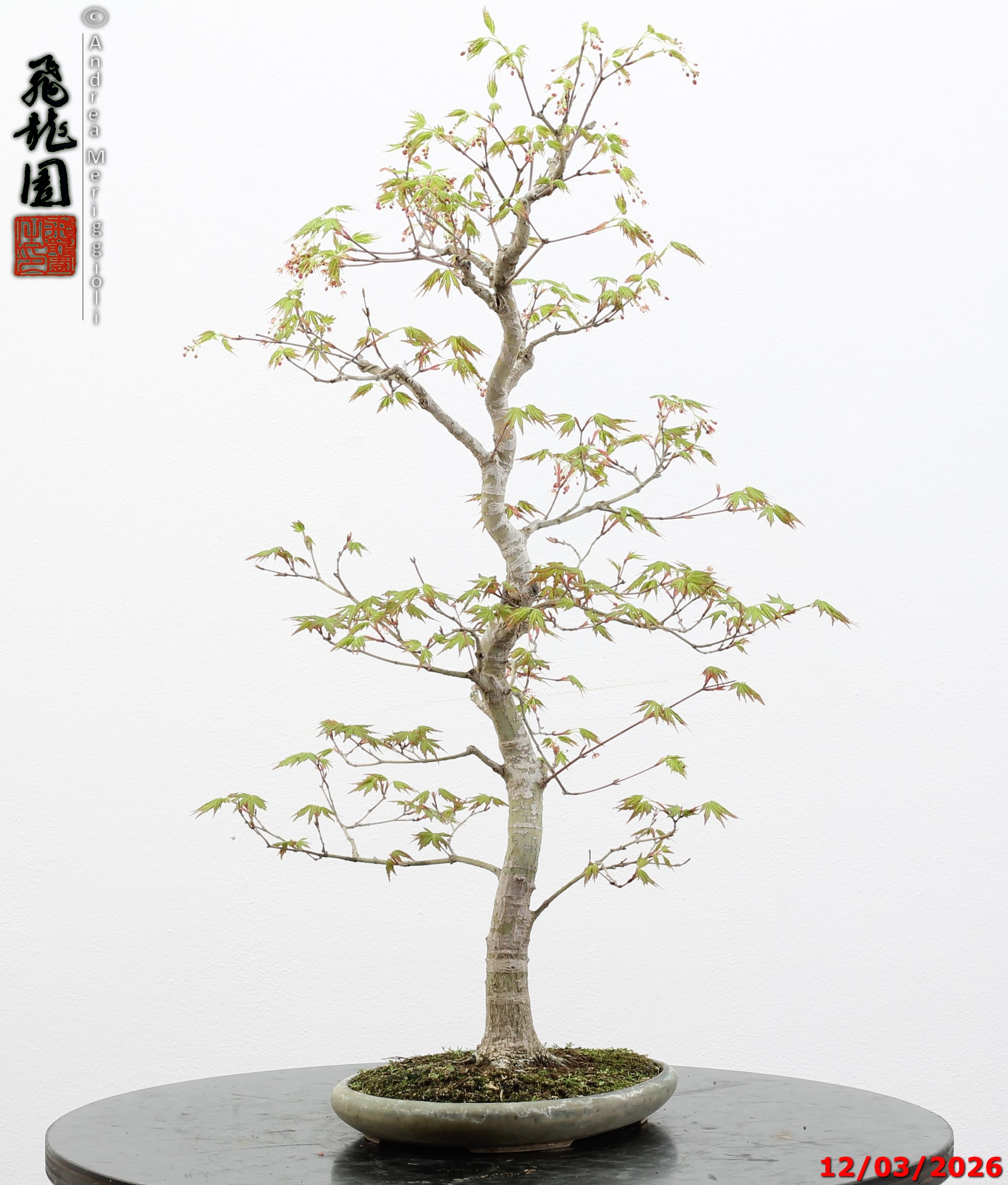 Acer palmatum - immagine 4