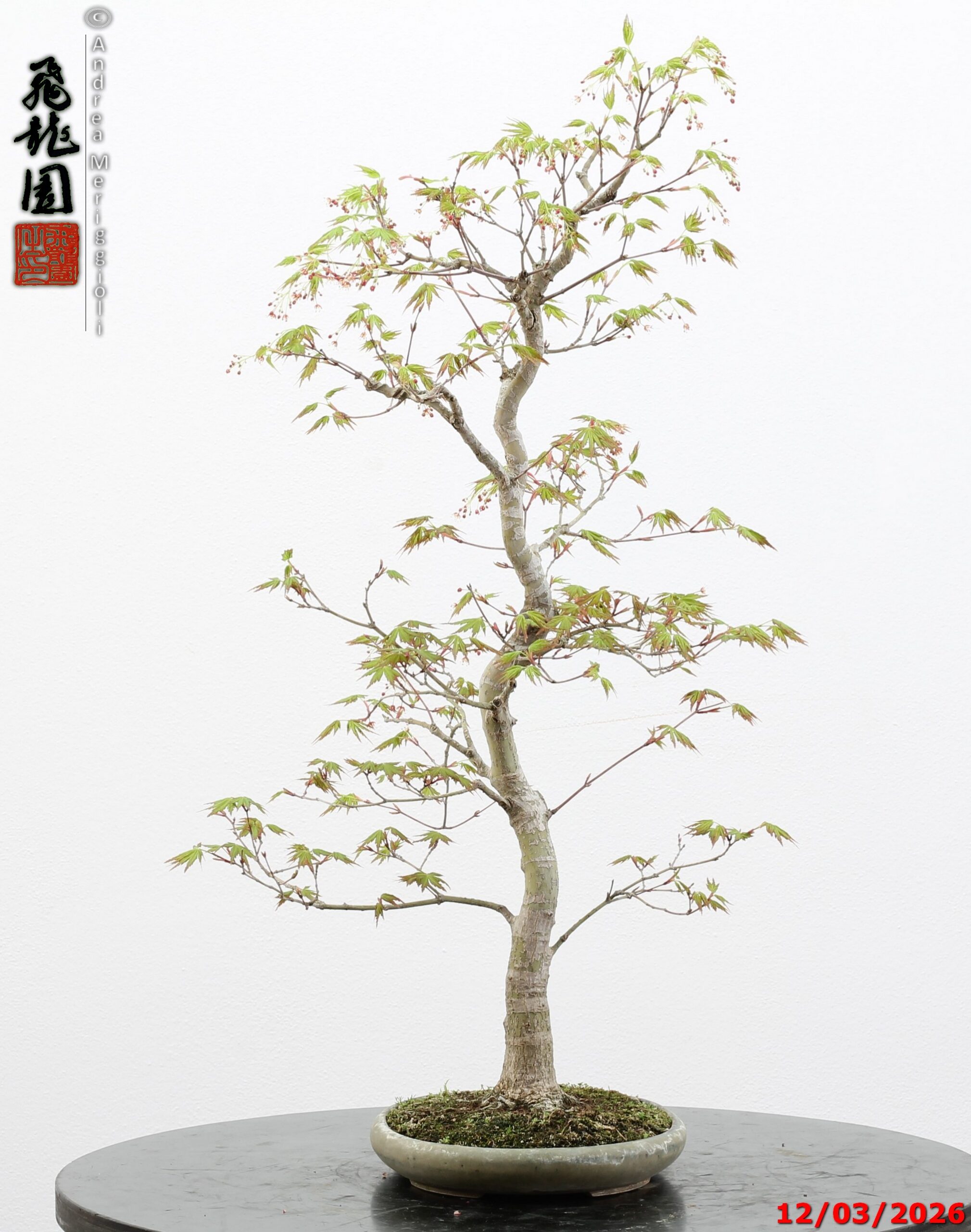 Acer palmatum - immagine 3