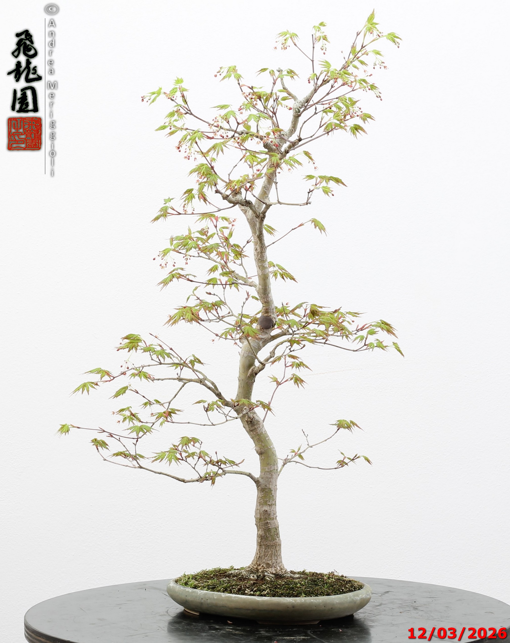 Acer palmatum - immagine 2