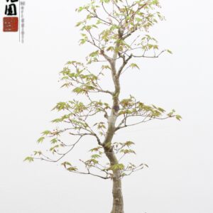 Acer palmatum