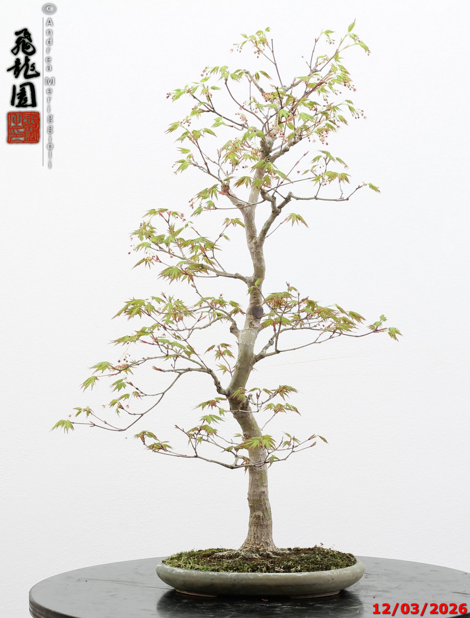 Acer palmatum