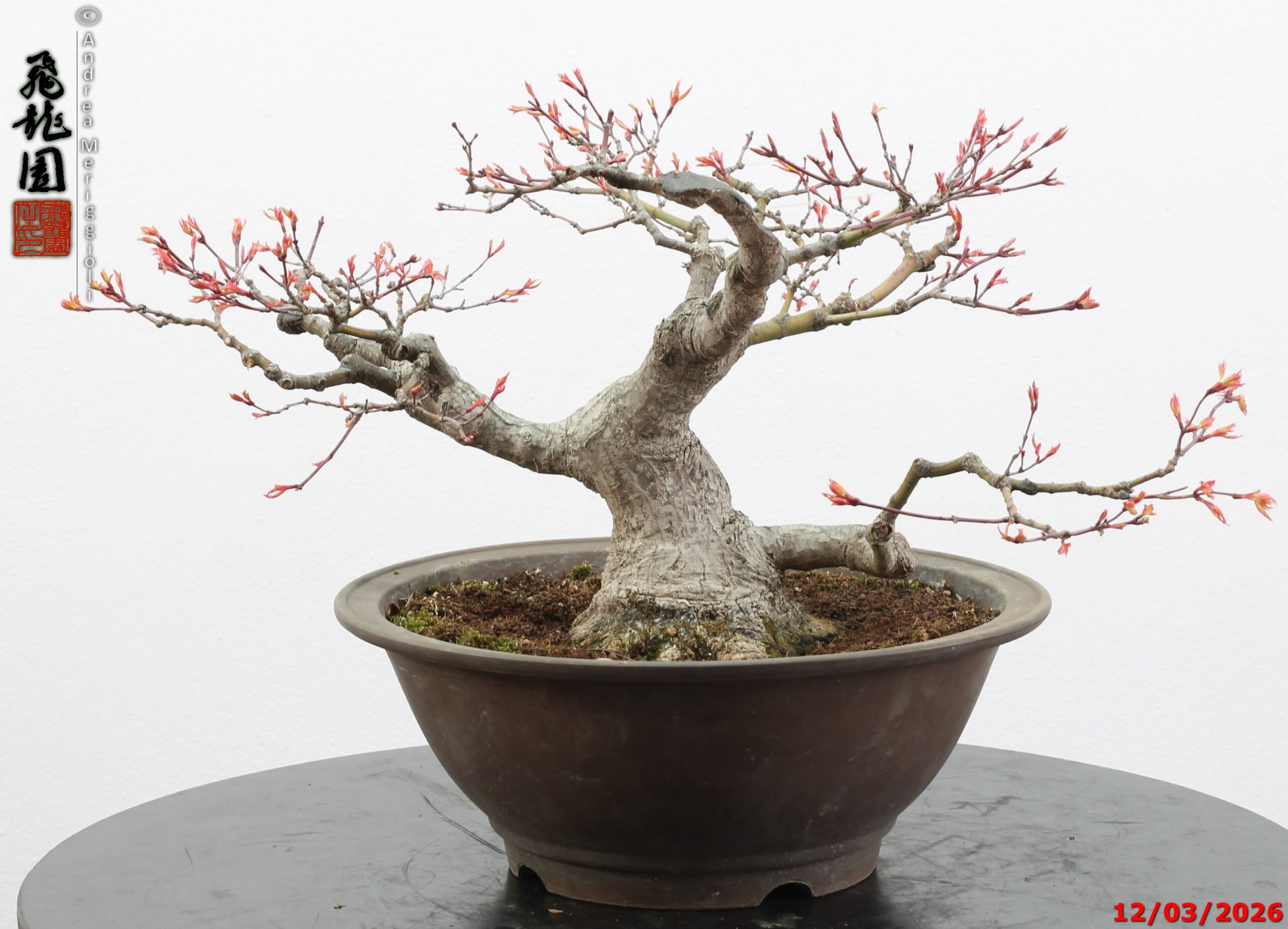 Acer palmatum - immagine 11